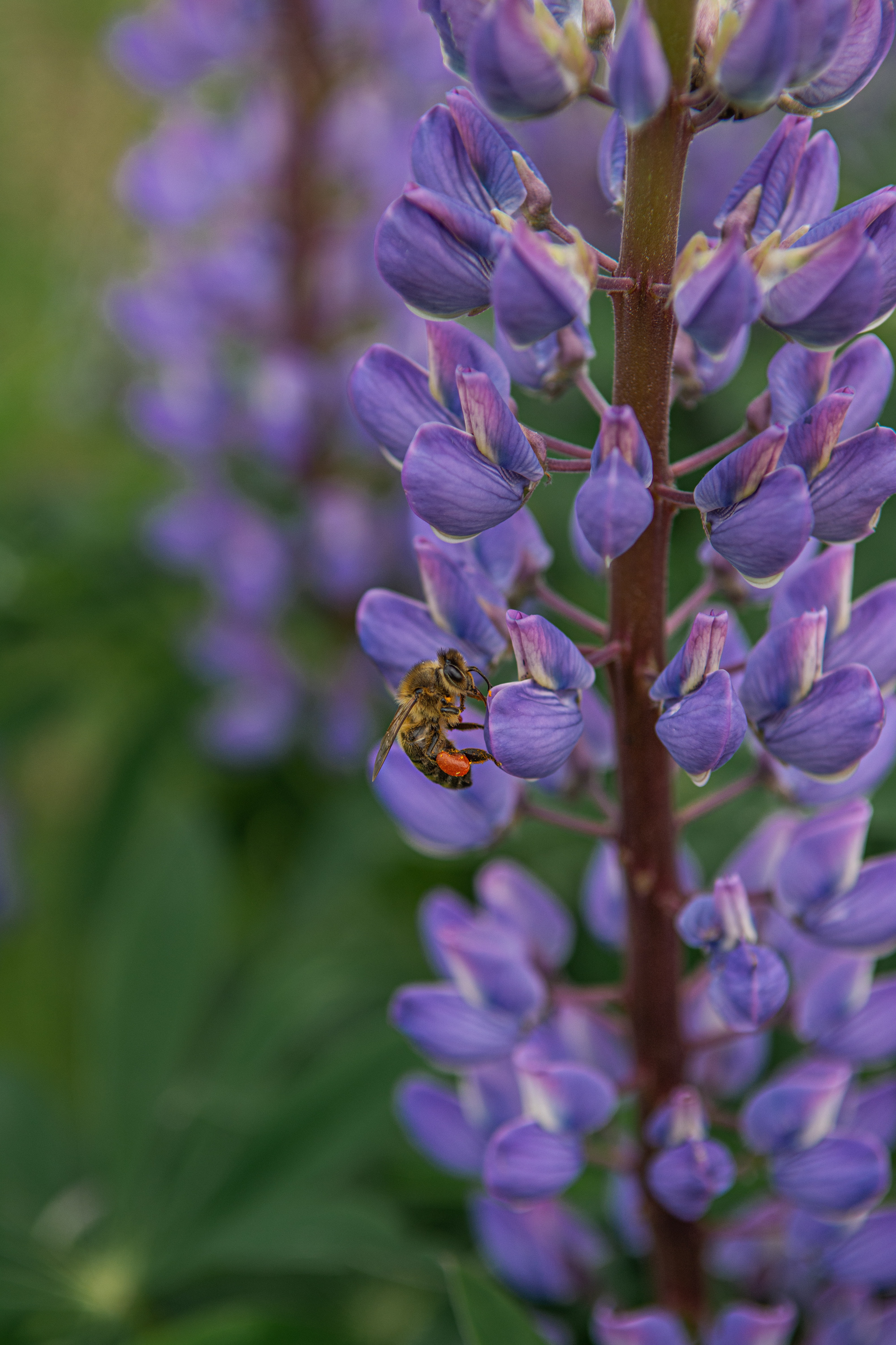 89746 descargar imagen animales, flor, insecto, abeja, lupino: fondos de pantalla y protectores de pantalla gratis