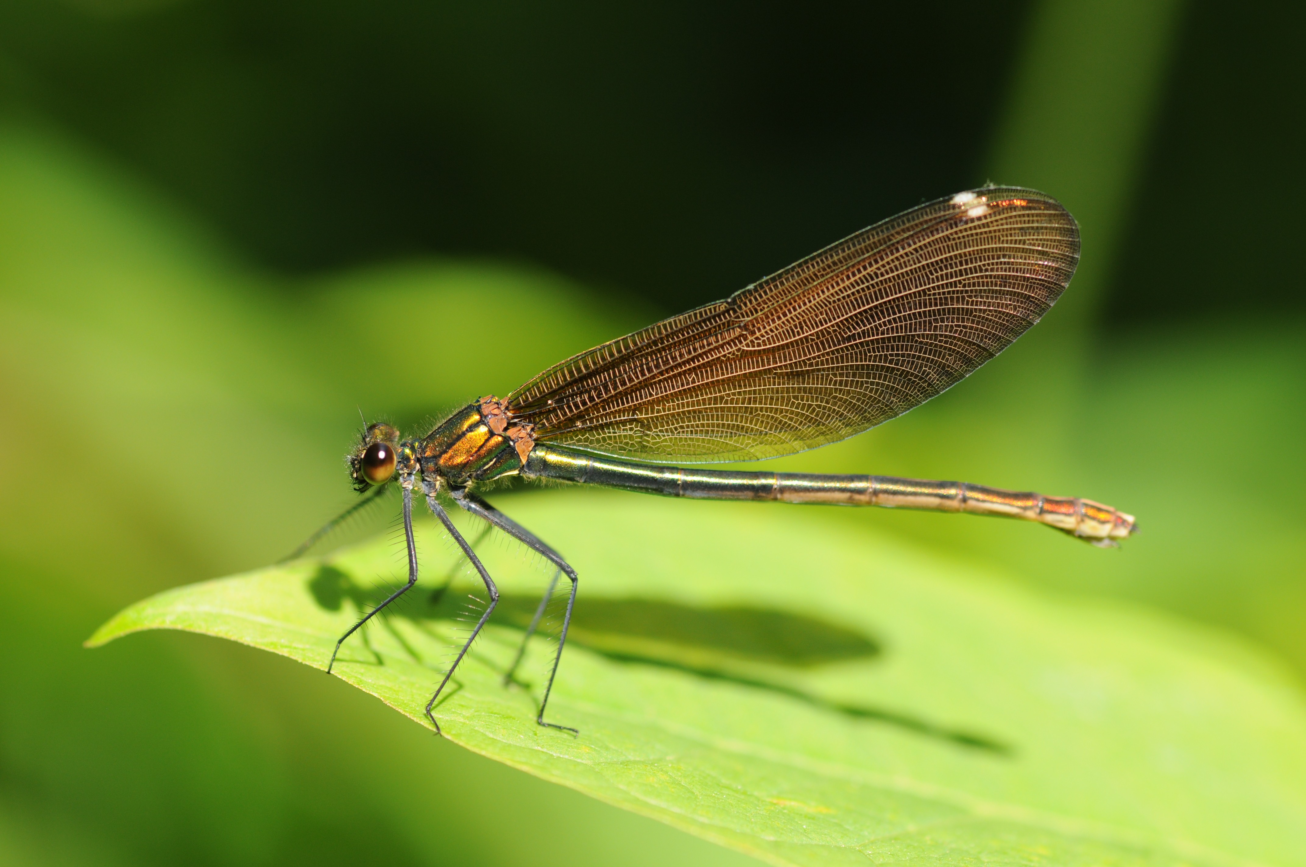 264081 descargar imagen animales, libélula, insectos: fondos de pantalla y protectores de pantalla gratis