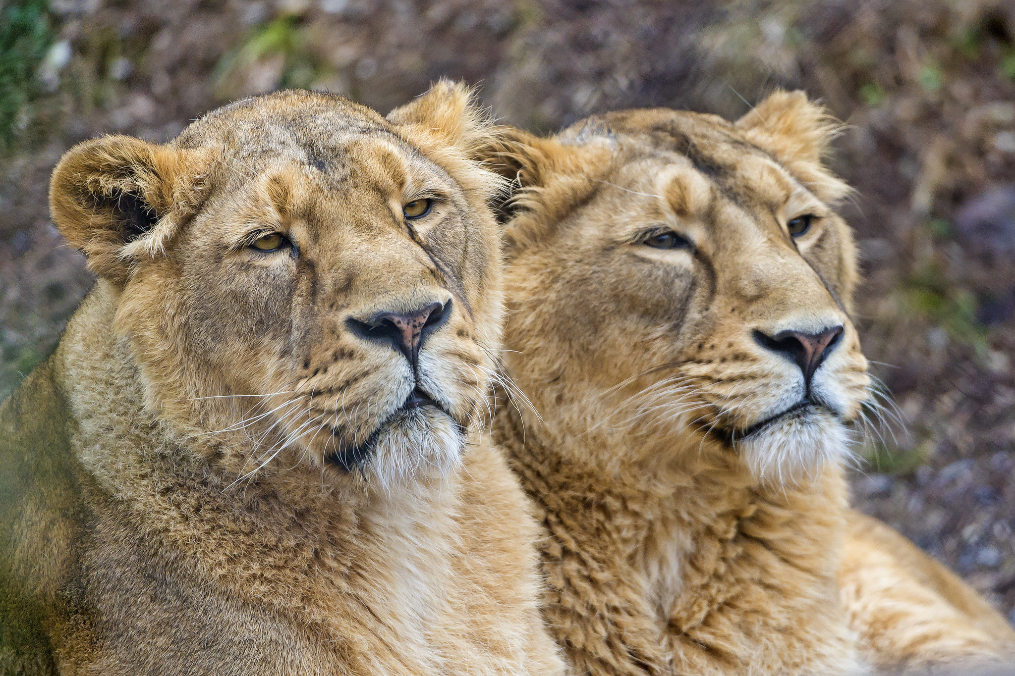 Téléchargez gratuitement l'image Animaux, Chats, Lion sur le bureau de votre PC