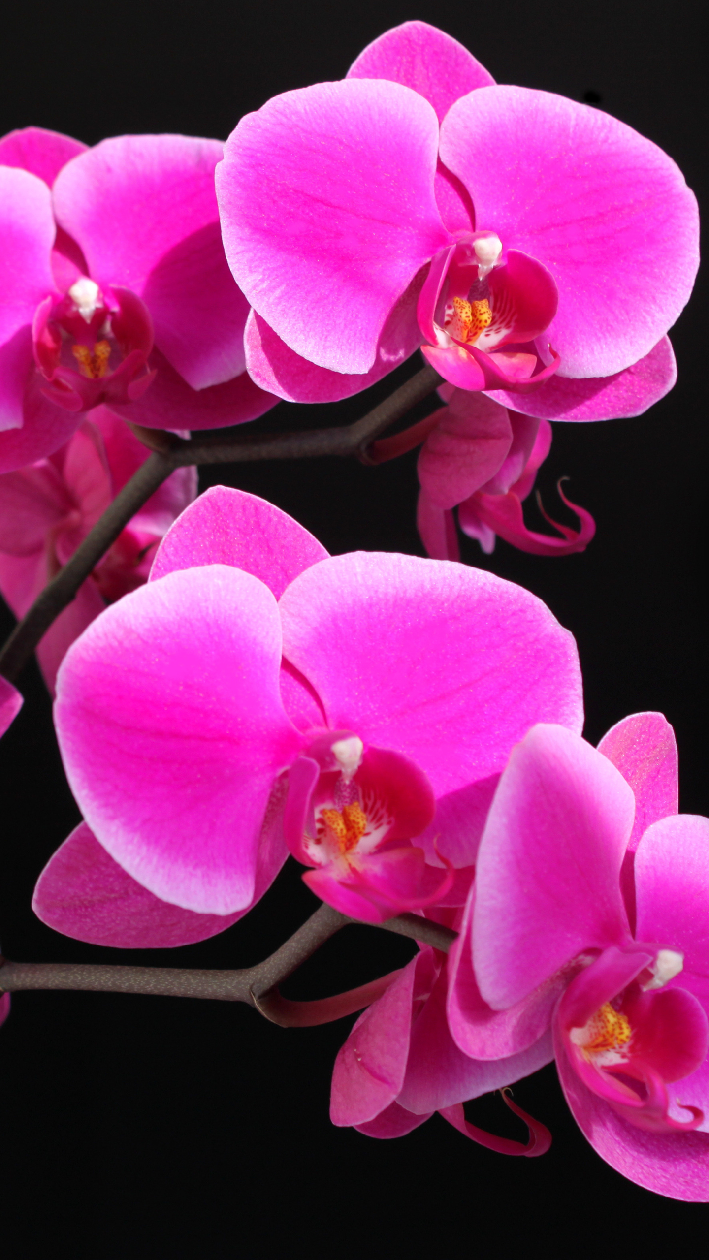 Téléchargez des papiers peints mobile Fleurs, Fleur, Orchidée, Terre/nature, Fleur Rose gratuitement.