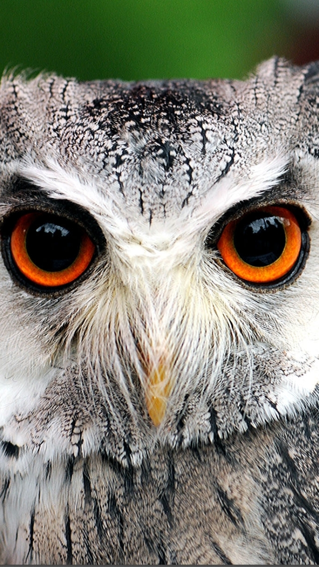 Download mobile wallpaper Birds, Owl, Bird, Animal for free.