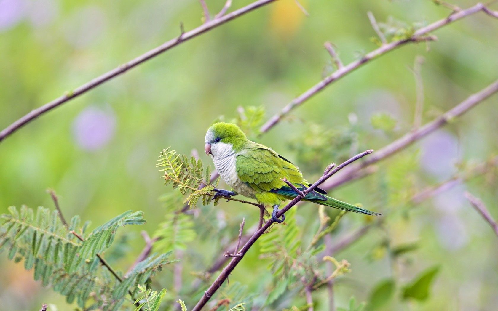 Free download wallpaper Branches, Wood, Tree, Animals, Parrots, Bird on your PC desktop