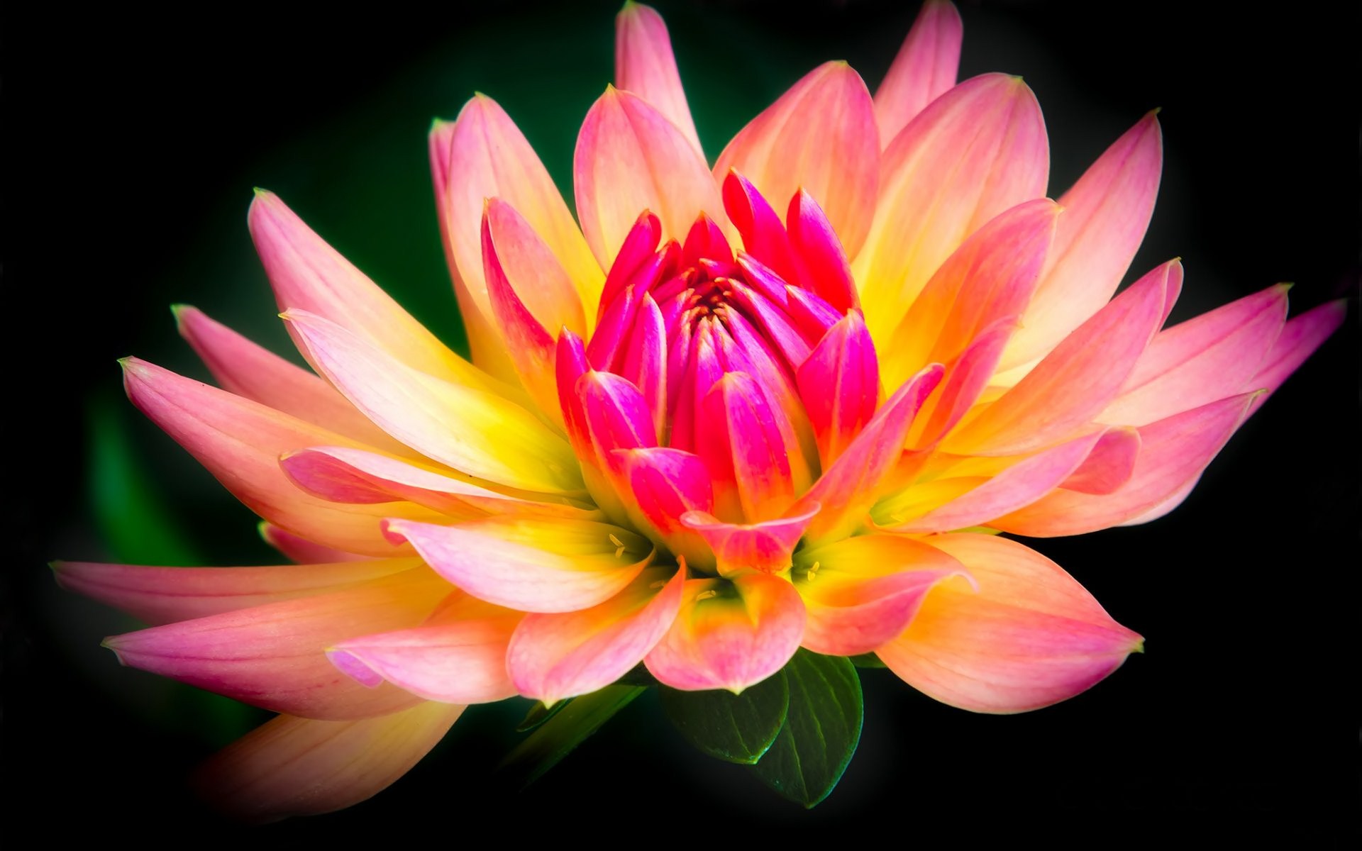 Laden Sie das Blumen, Blume, Erde/natur-Bild kostenlos auf Ihren PC-Desktop herunter