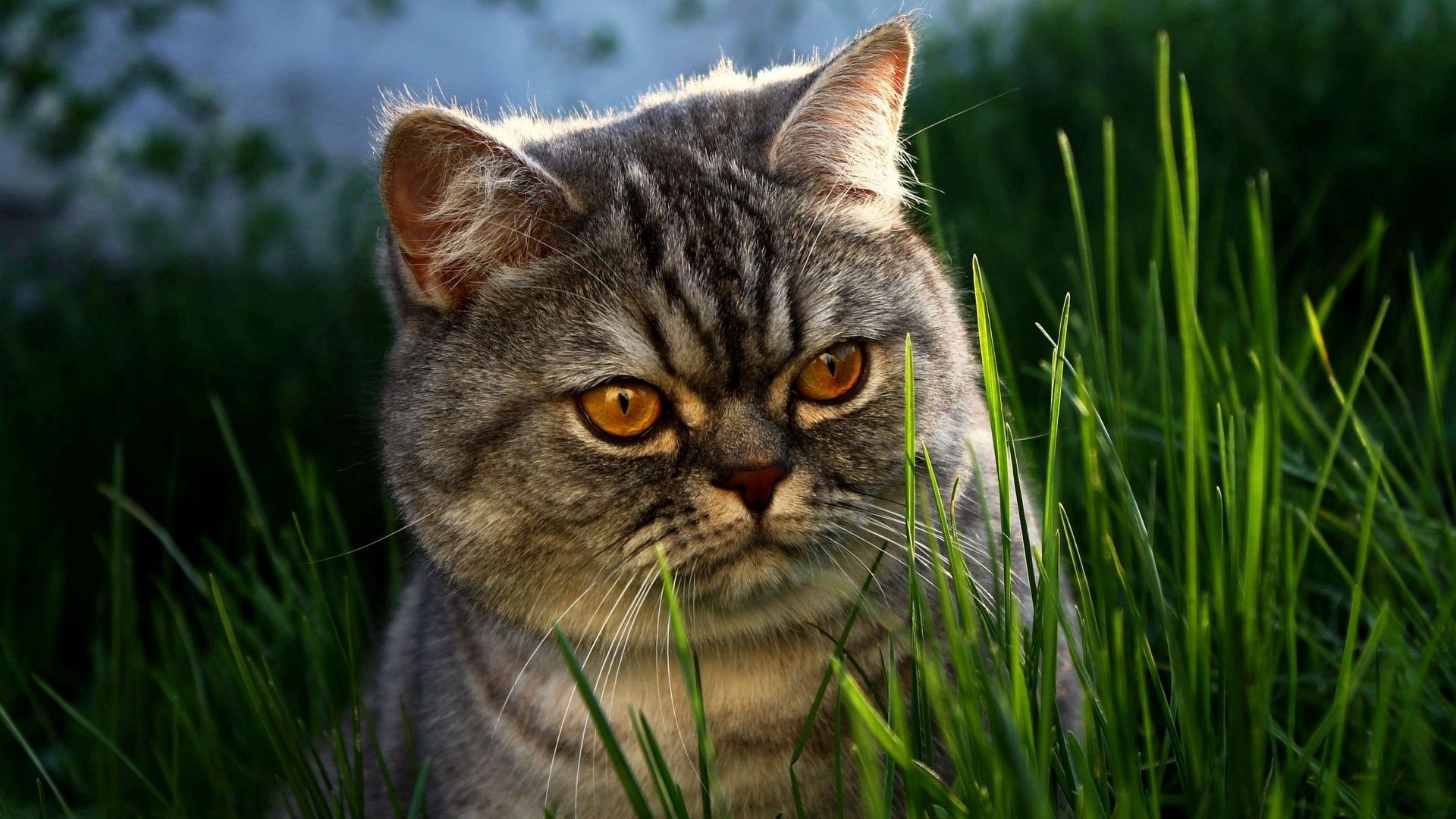 grass, animals, cat, muzzle, hide, lurk wallpapers for tablet