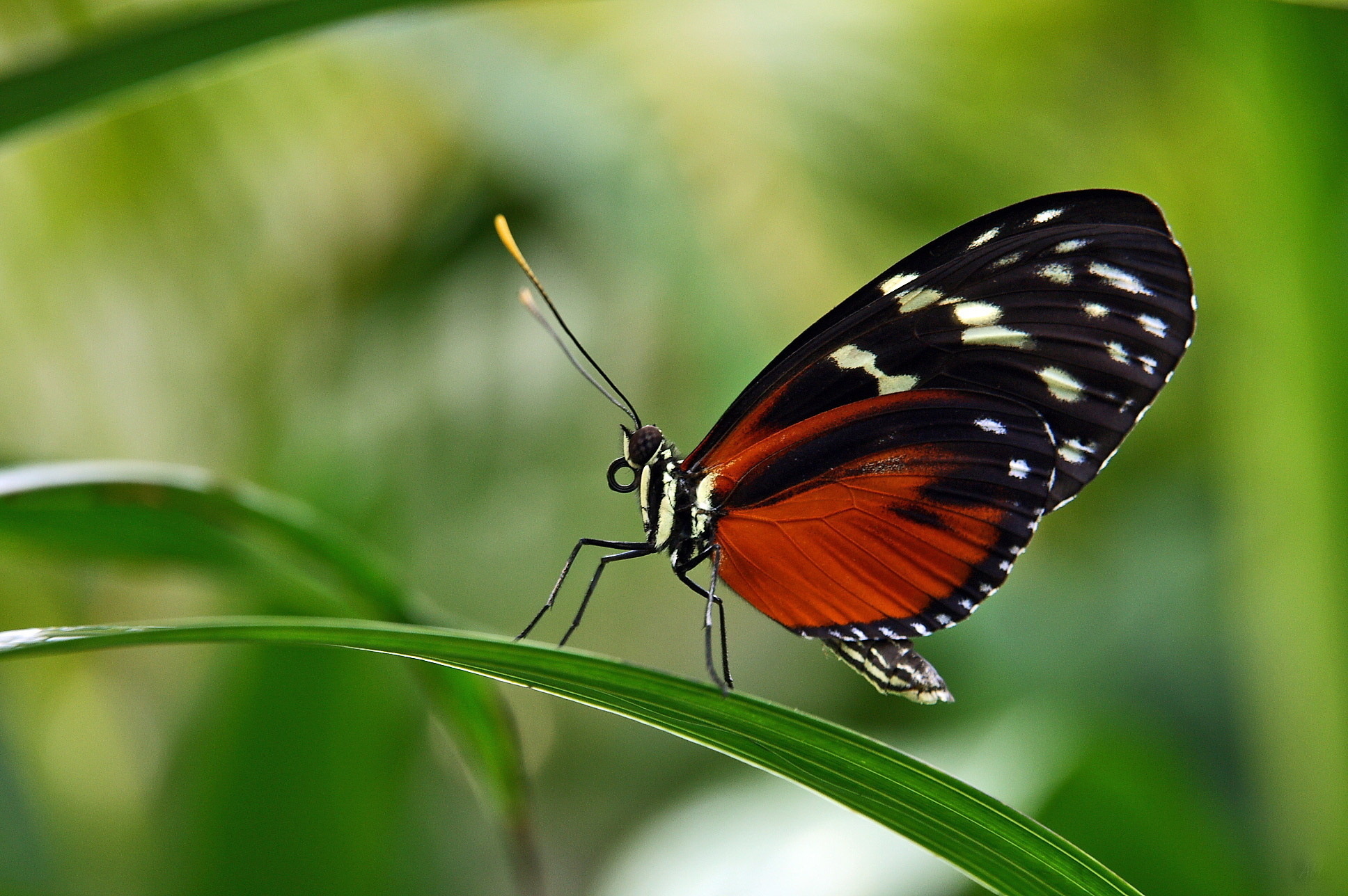 Descarga gratuita de fondo de pantalla para móvil de Animales, Mariposa.