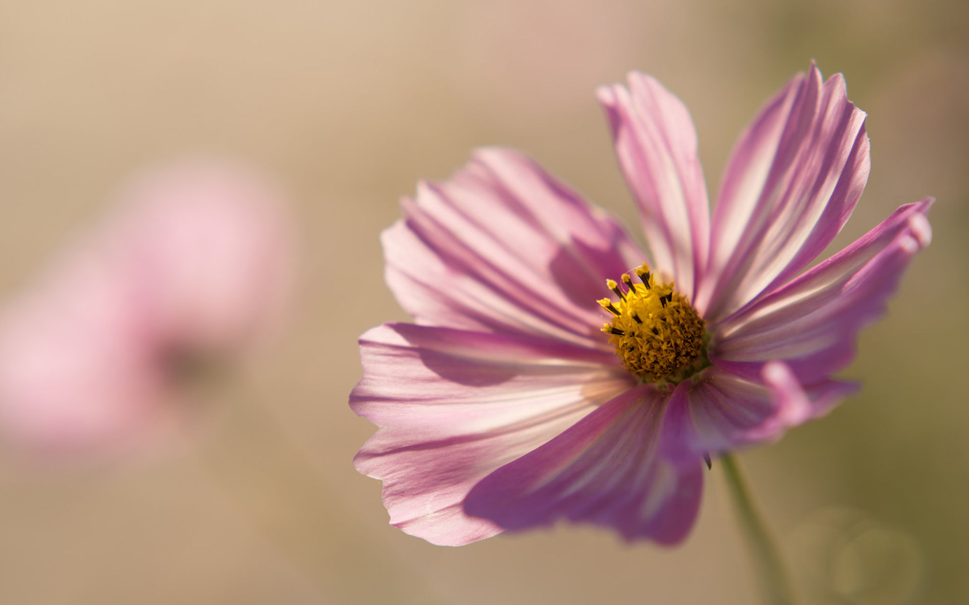 Free download wallpaper Flowers, Earth, Cosmos on your PC desktop