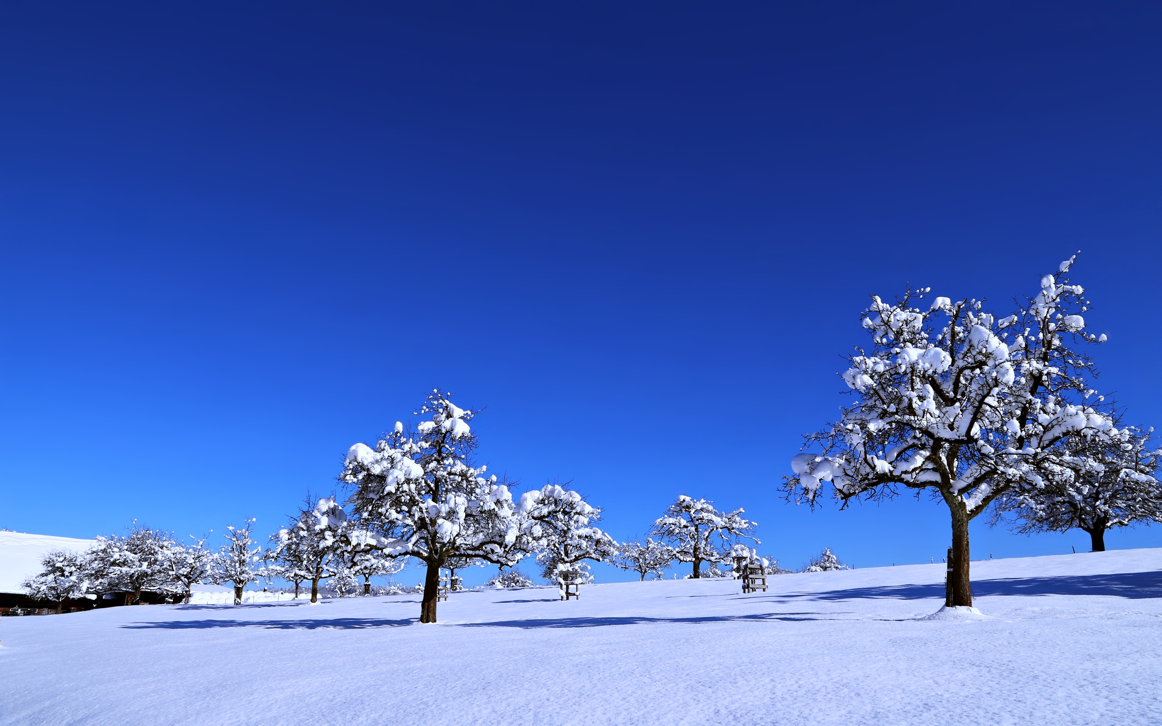 Download mobile wallpaper Trees, Snow, Winter, Tree, Nature, Earth, Landscape for free.