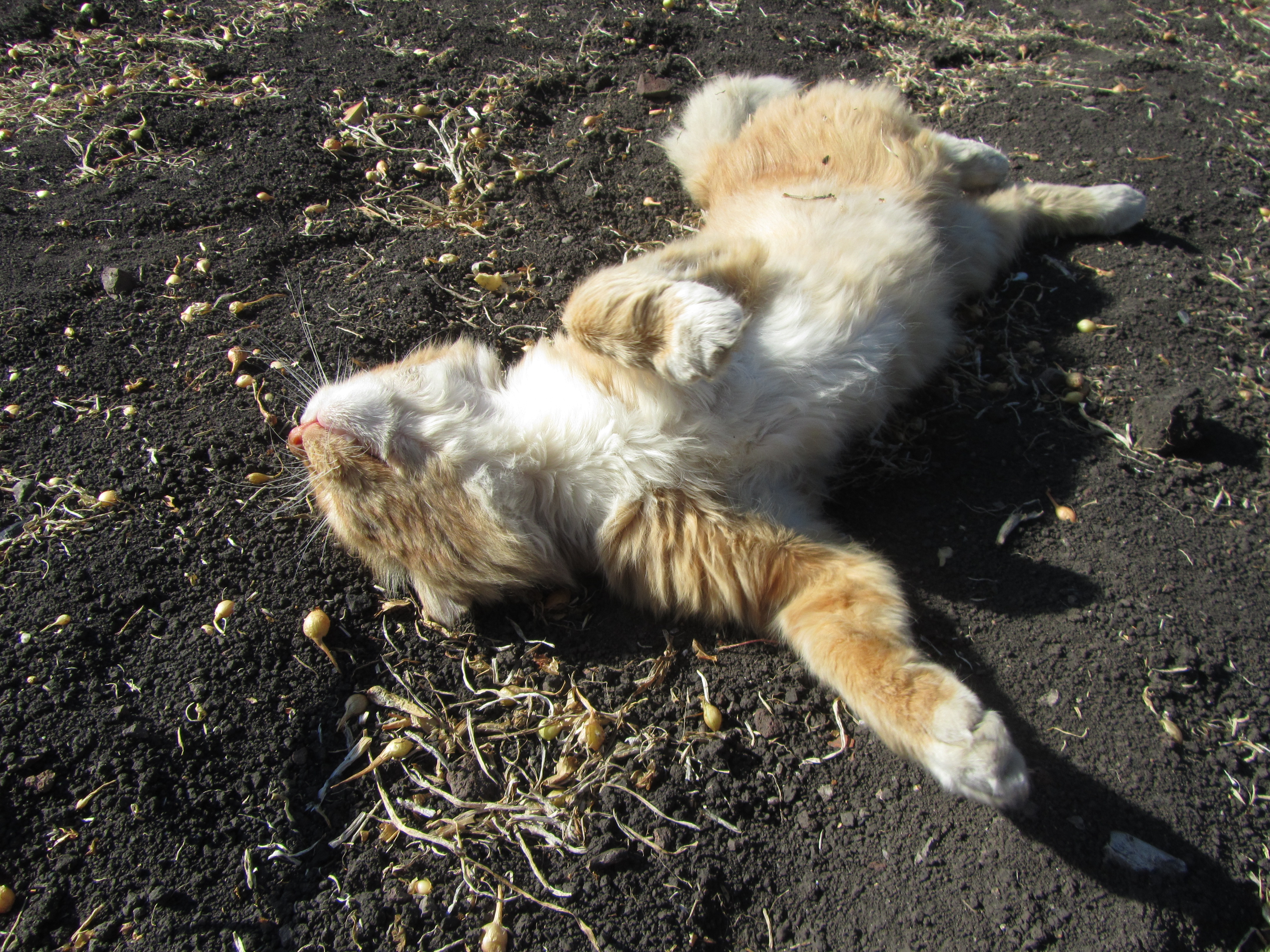 Baixe gratuitamente a imagem Animais, Gato na área de trabalho do seu PC