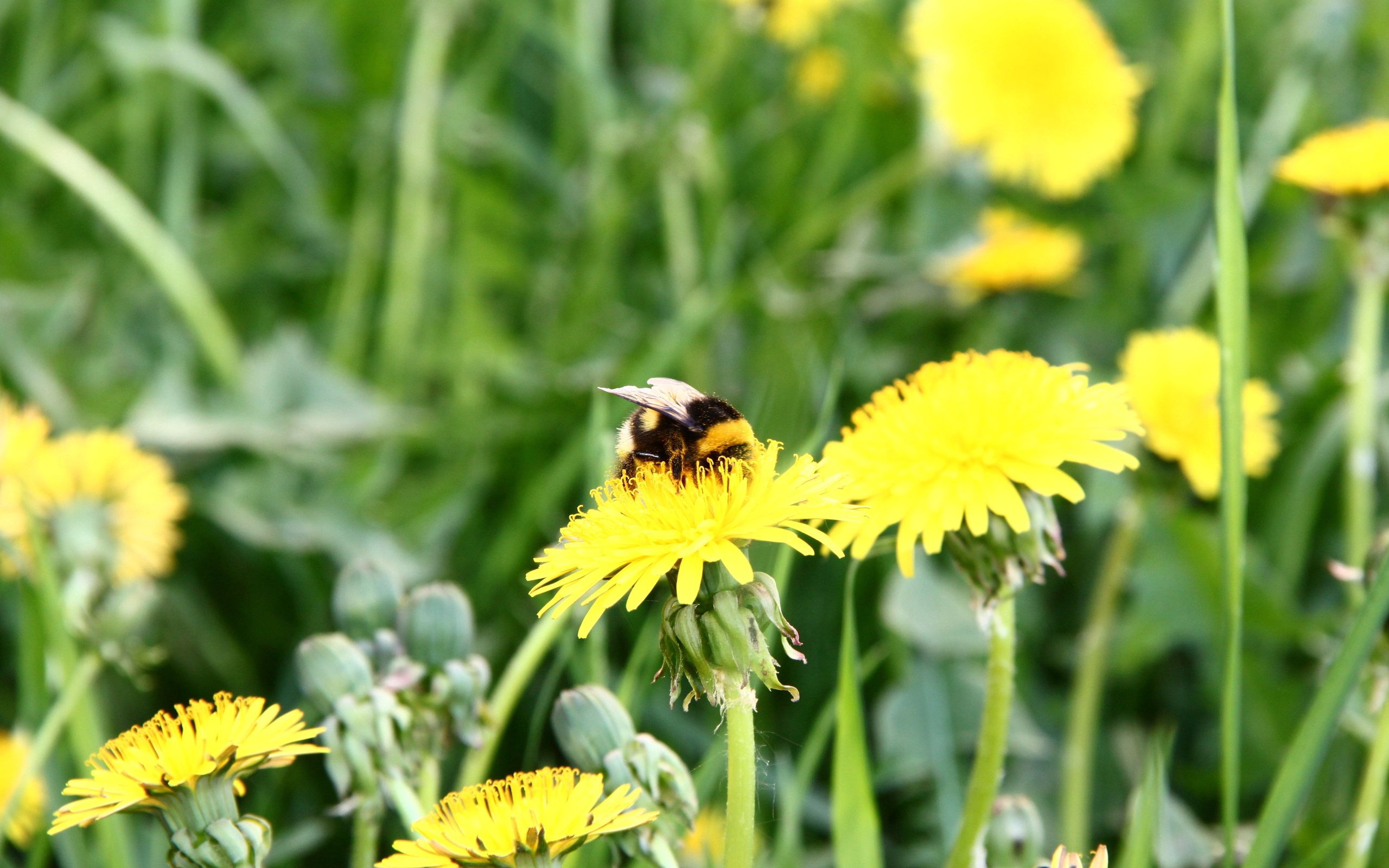 148882 télécharger l'image fleurs, macro, abeille, polyana, clairière, pollinisation, pissenlit - fonds d'écran et économiseurs d'écran gratuits