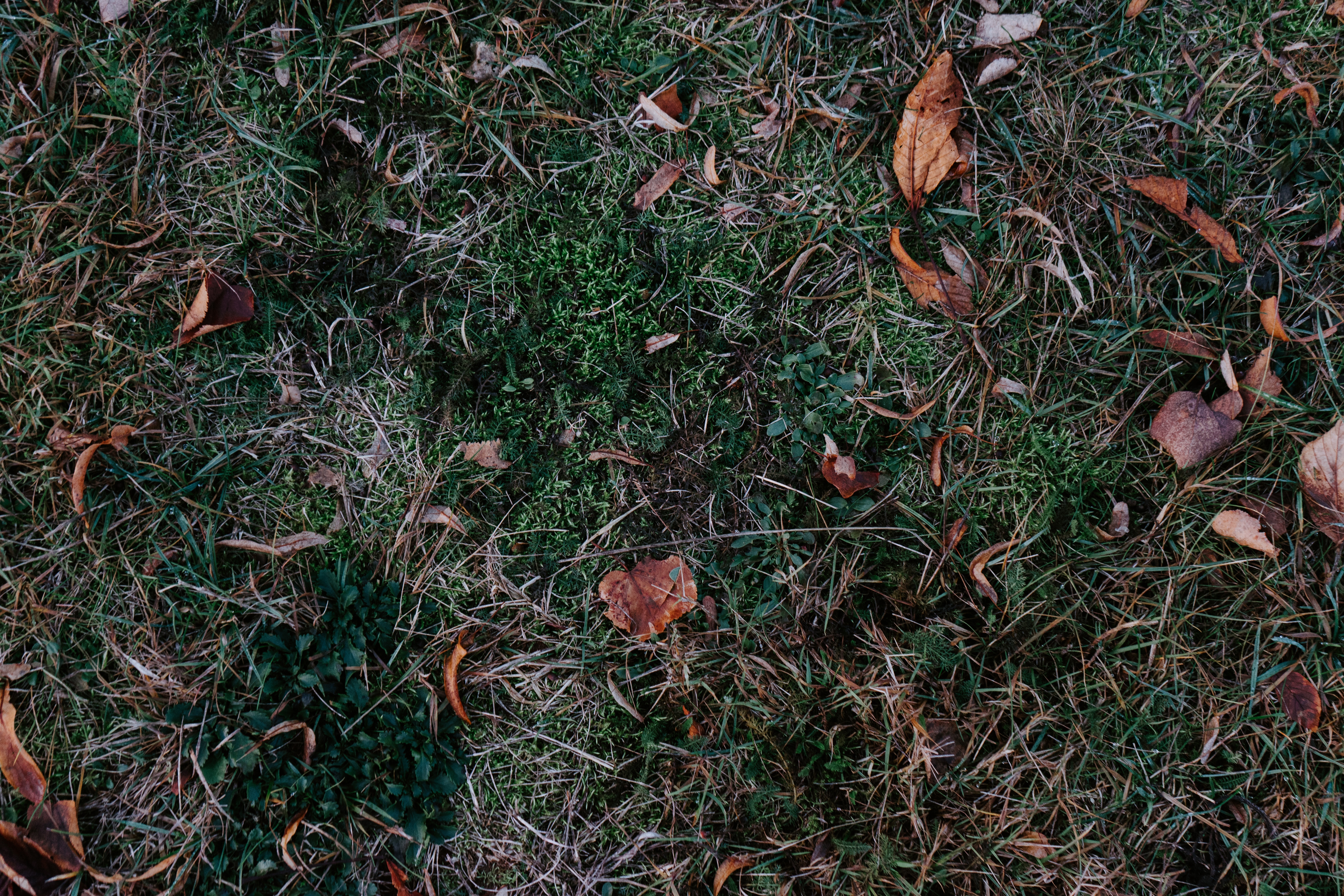 nature, grass, autumn, leaves, foliage, fallen HD wallpaper