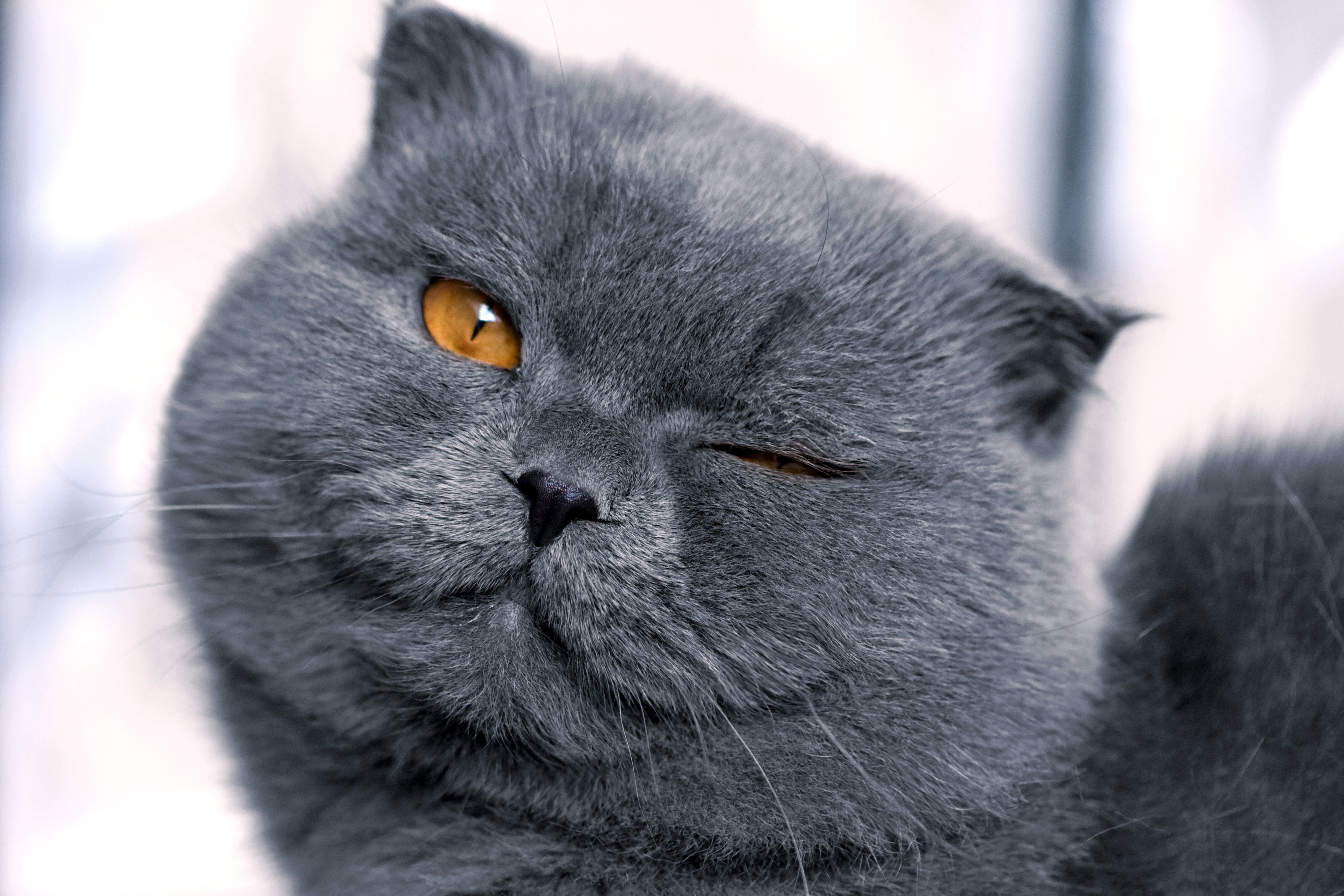 Free download wallpaper Cat, Animal on your PC desktop