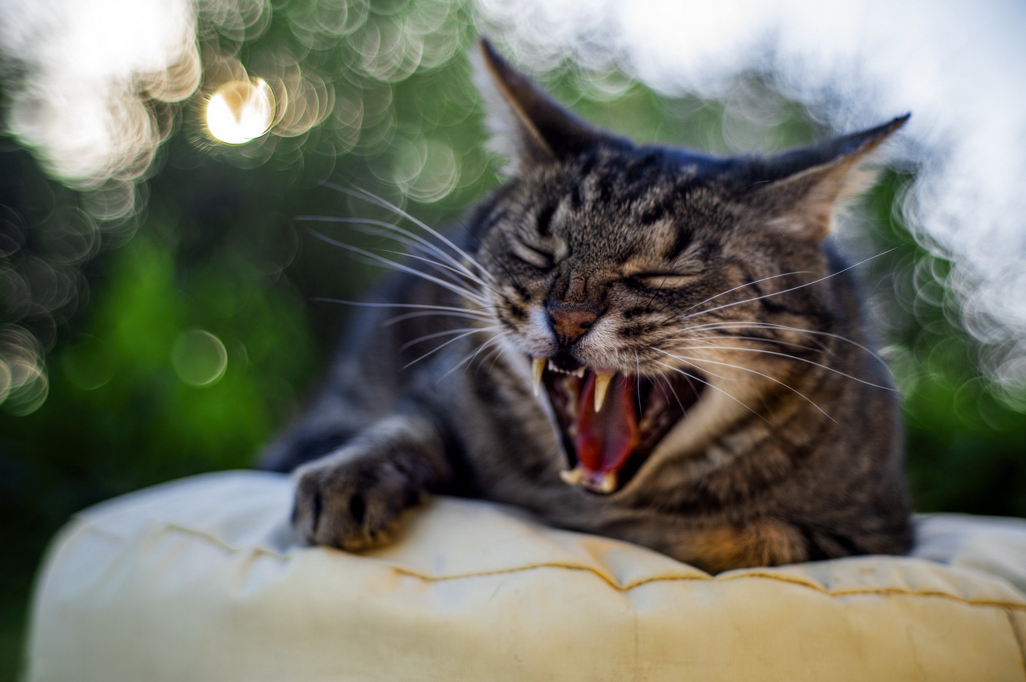 Handy-Wallpaper Tiere, Katzen, Katze, Bokeh kostenlos herunterladen.