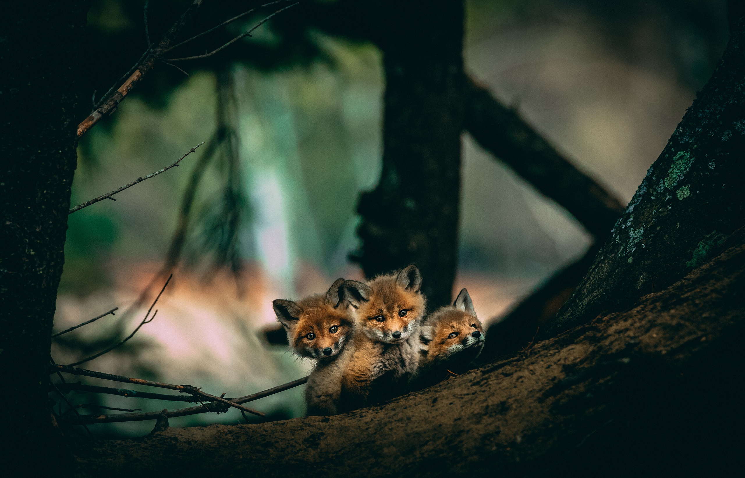 Laden Sie das Tiere, Fuchs, Tierbaby, Jungtier-Bild kostenlos auf Ihren PC-Desktop herunter