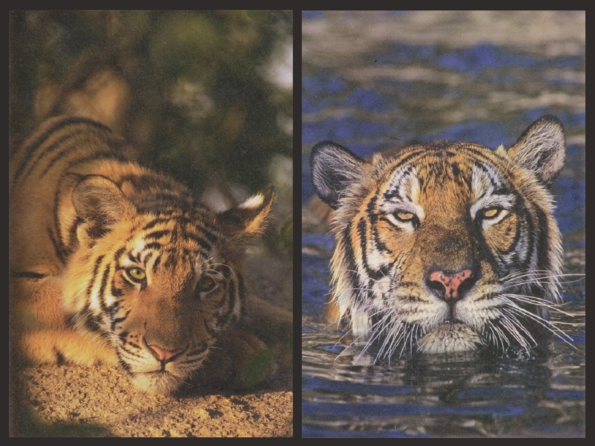PCデスクトップに動物, 自然, 虎画像を無料でダウンロード