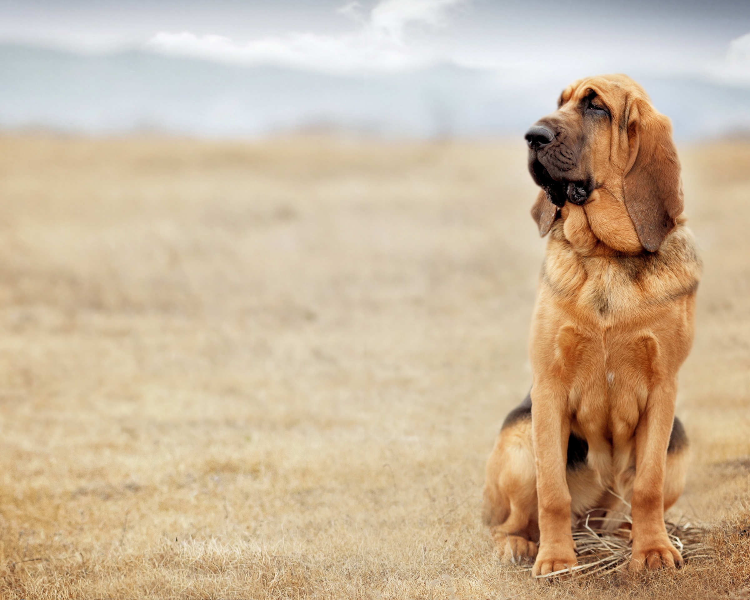 Download mobile wallpaper Dogs, Animal, Bloodhound for free.