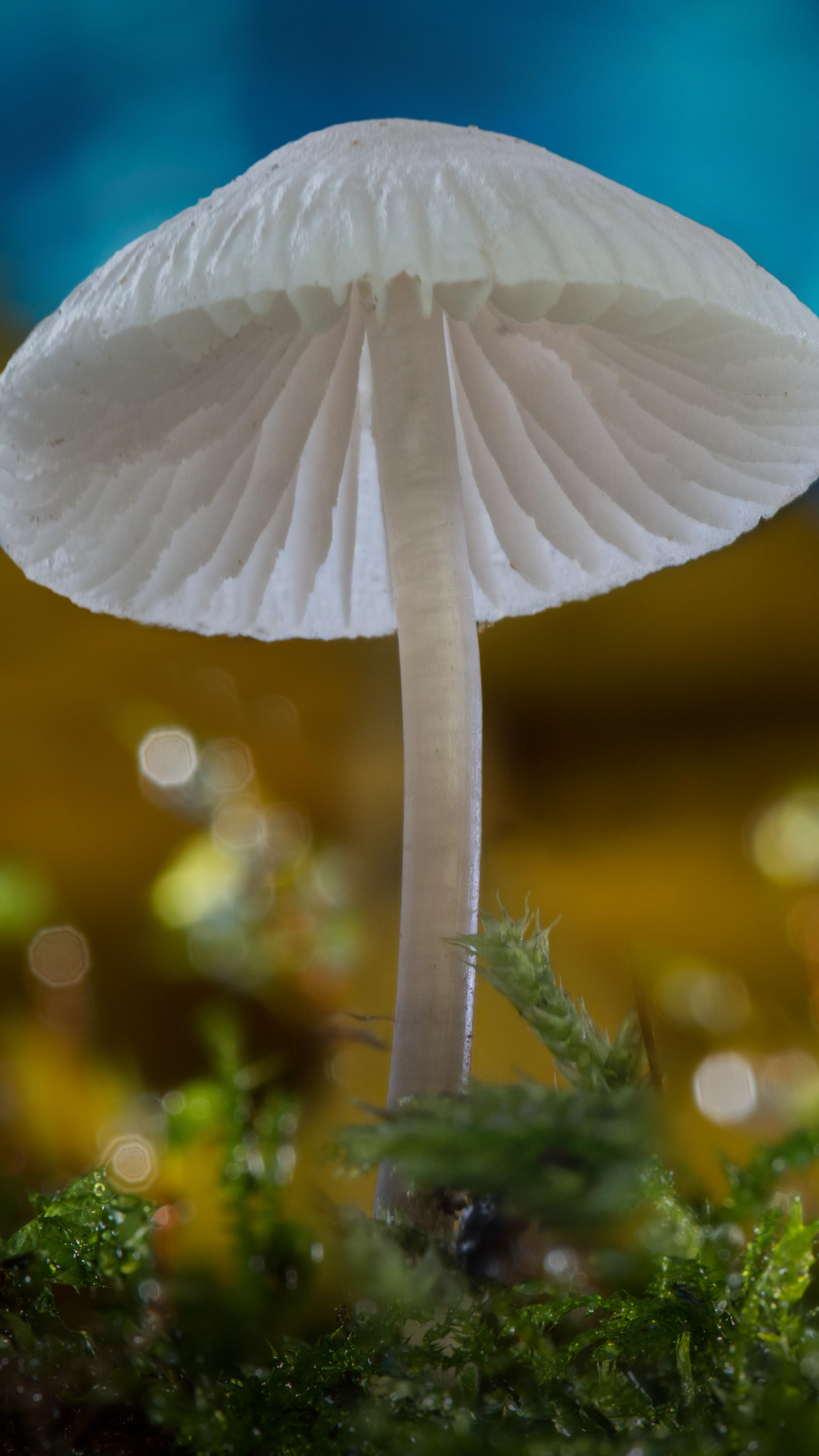 Download mobile wallpaper Macro, Earth, Mushroom for free.