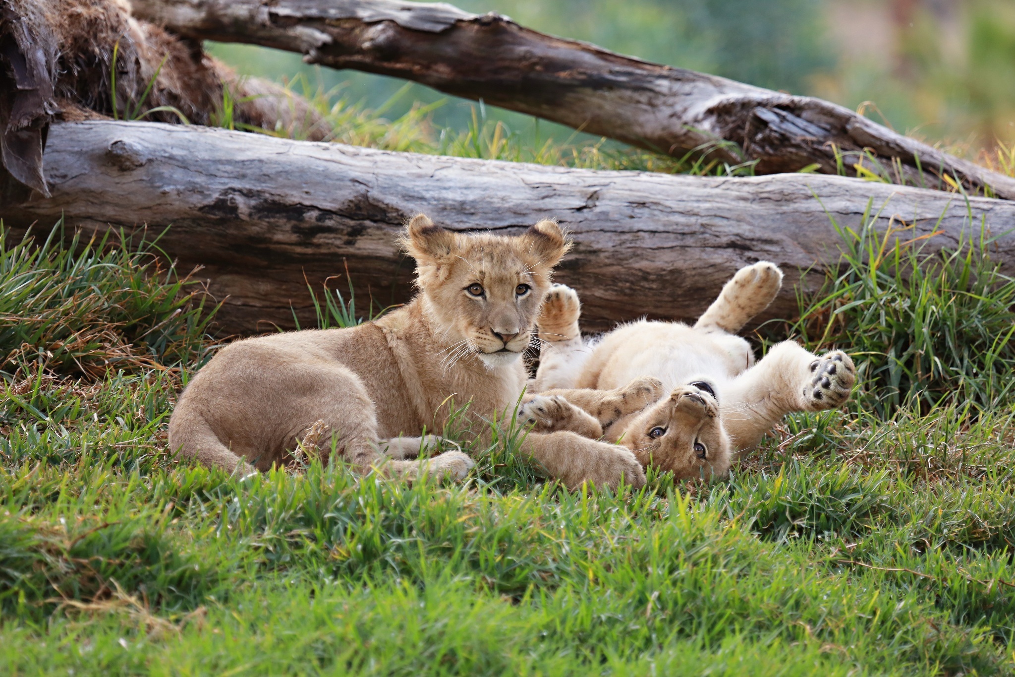 Laden Sie das Tiere, Katzen, Löwe, Tierbaby, Jungtier-Bild kostenlos auf Ihren PC-Desktop herunter