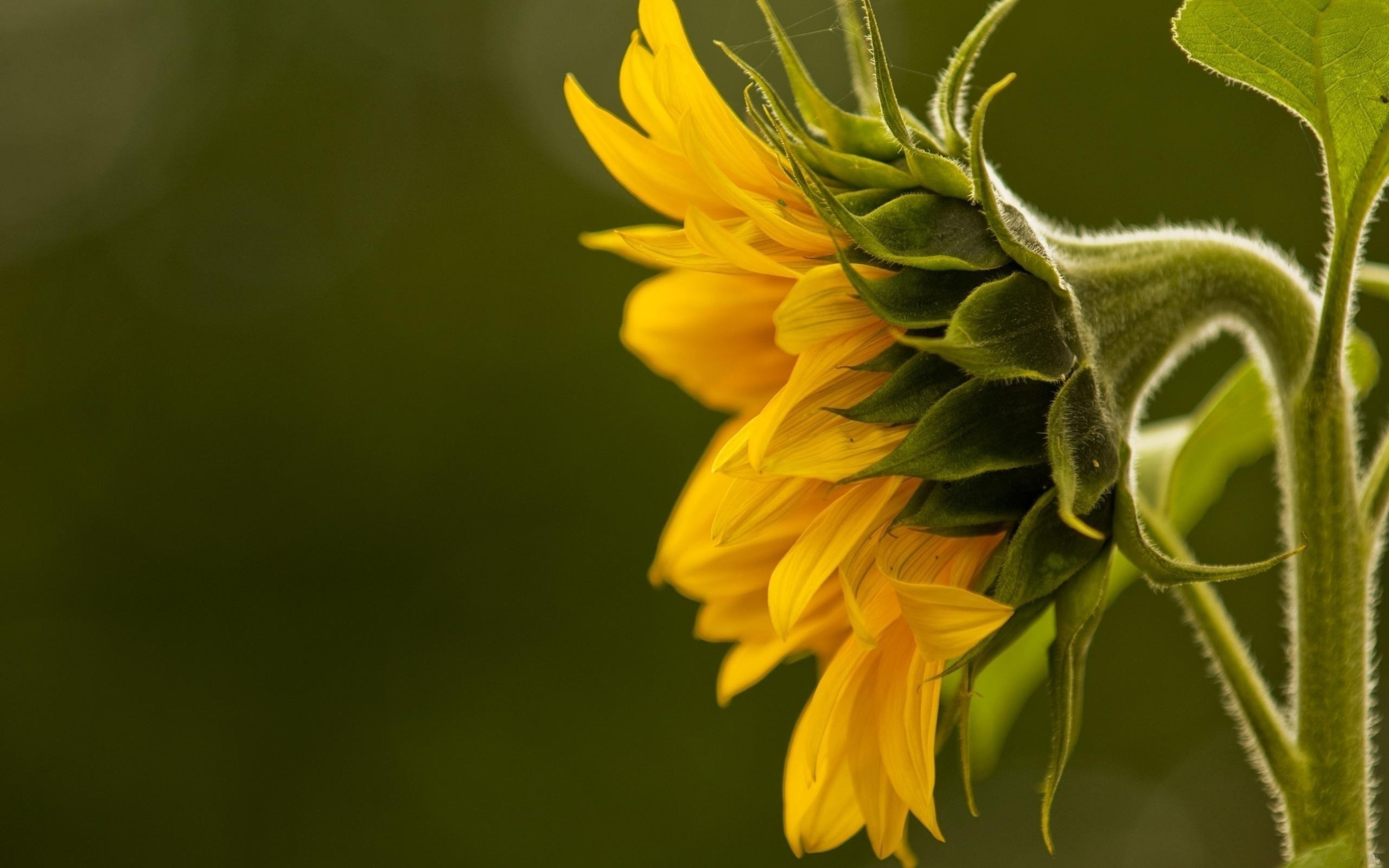 Handy-Wallpaper Blumen, Blume, Erde/natur kostenlos herunterladen.