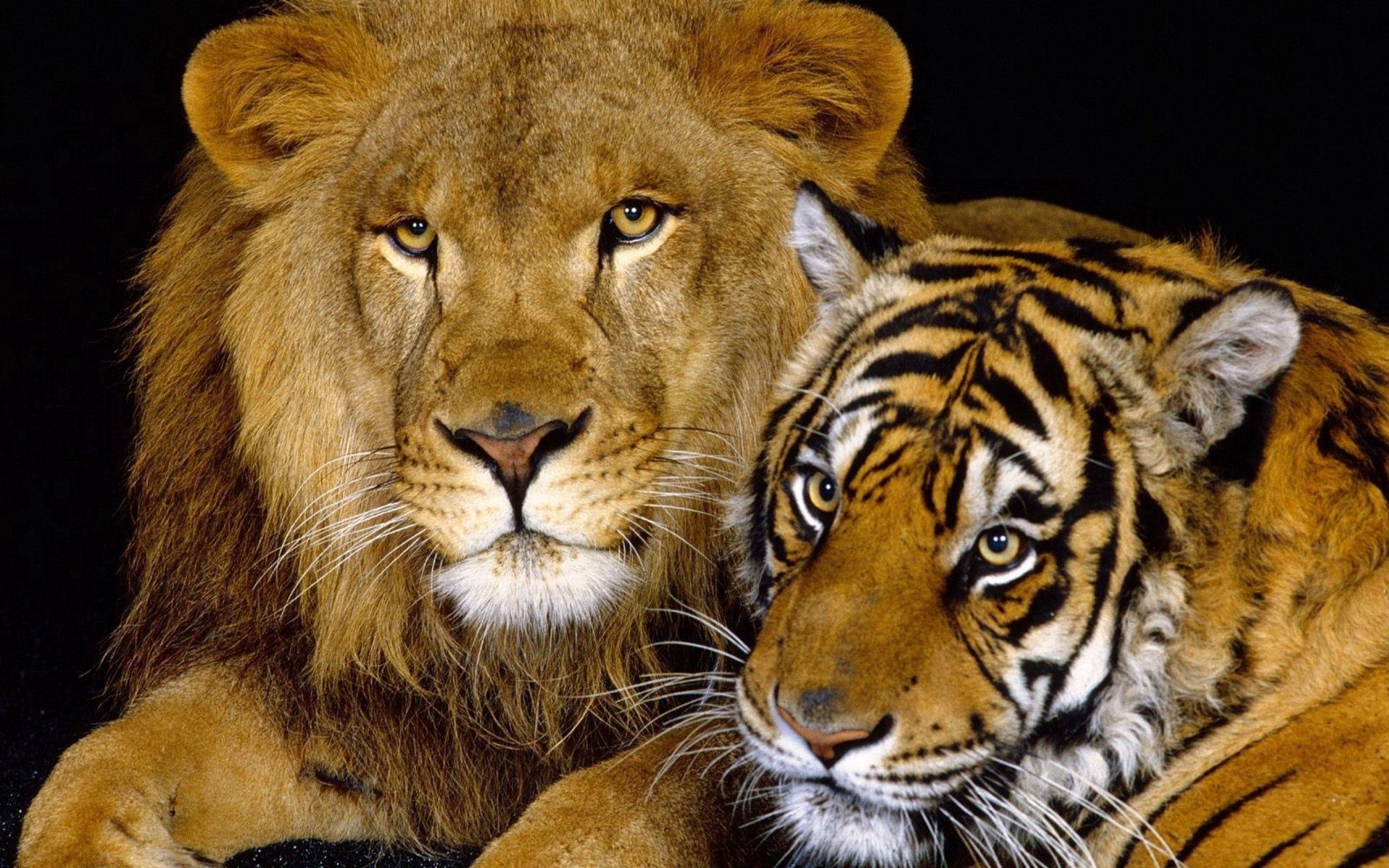 61504 скачать картинку большие кошки, лев, тигр, животные, семейство кошачьих - обои и заставки бесплатно