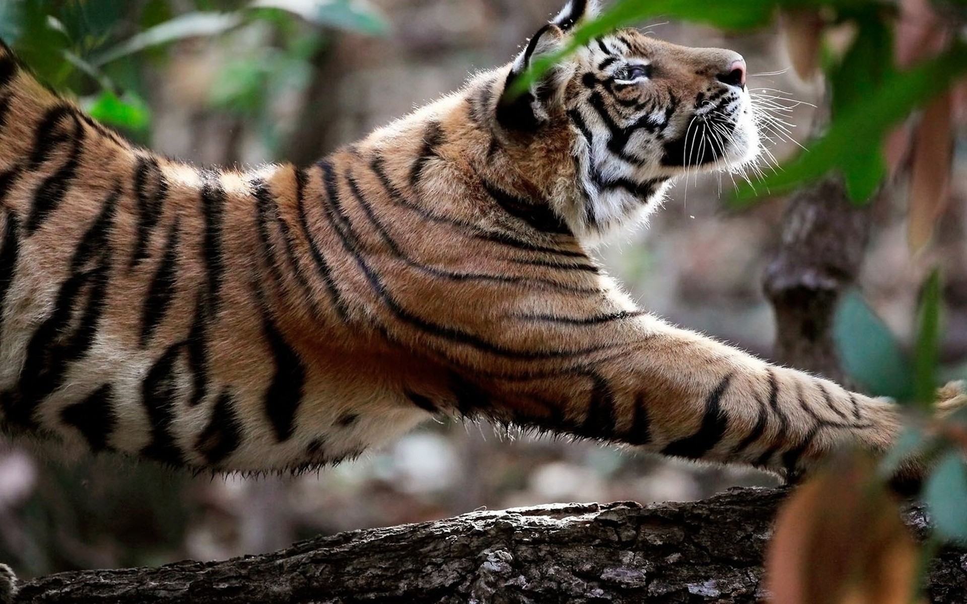 Baixar papel de parede para celular de Animais, Tigre gratuito.