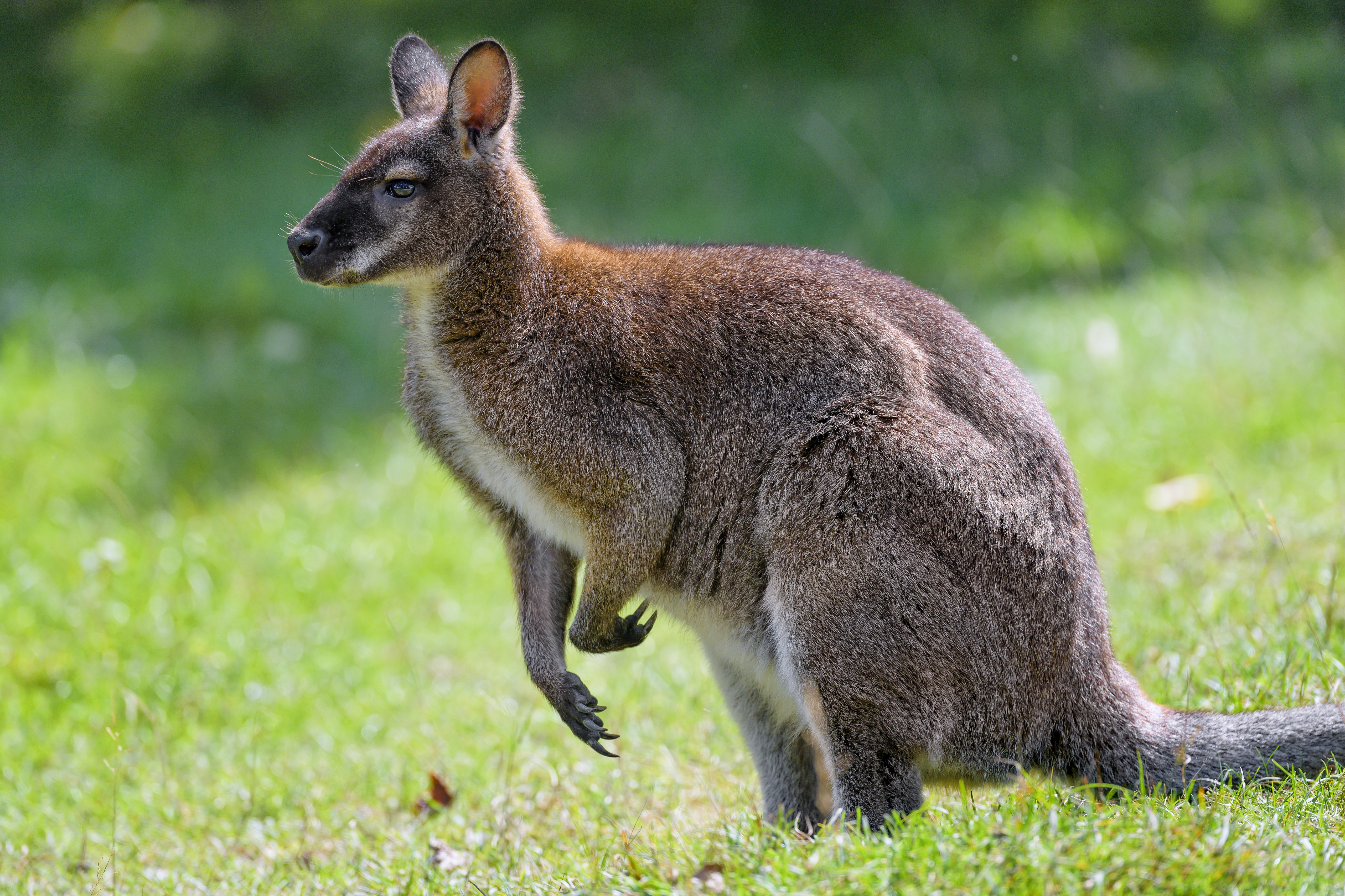 115518 télécharger l'image kangaroo, animaux, herbe, animal, profil - fonds d'écran et économiseurs d'écran gratuits