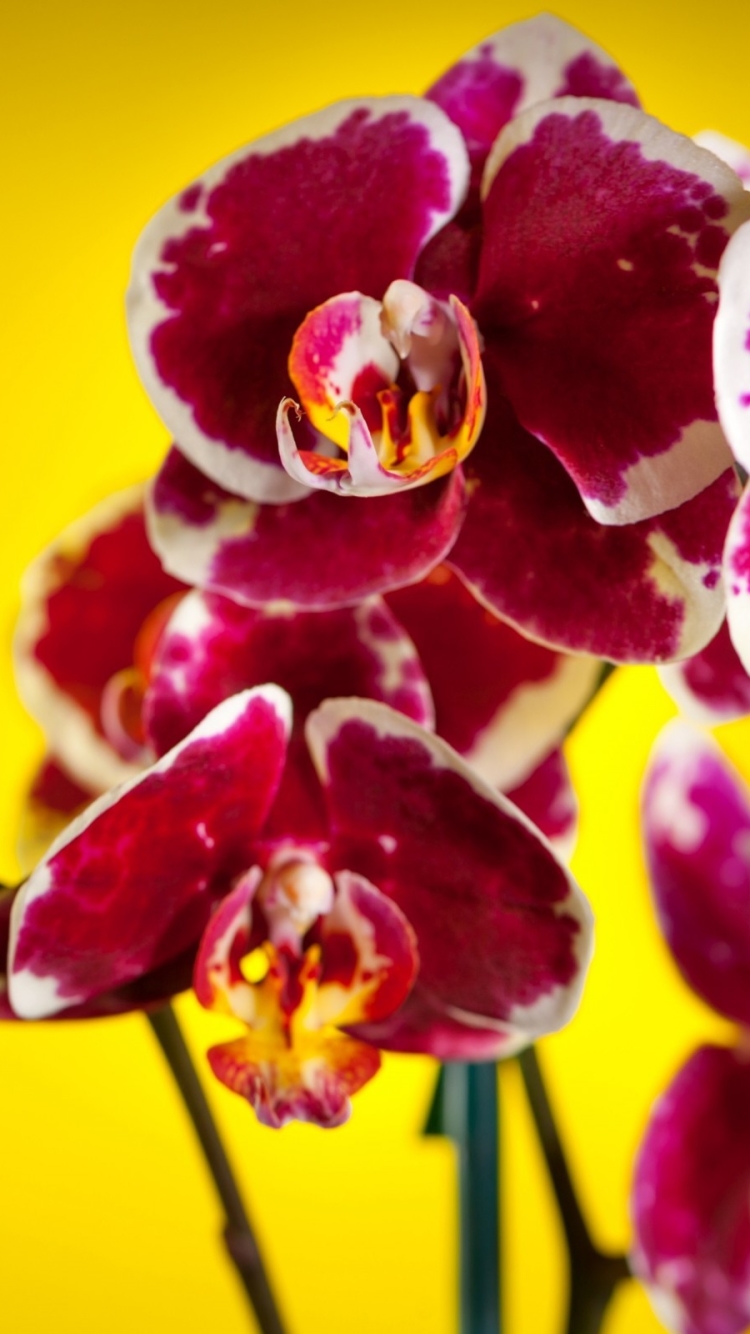 Handy-Wallpaper Blumen, Blume, Orchidee, Erde/natur kostenlos herunterladen.