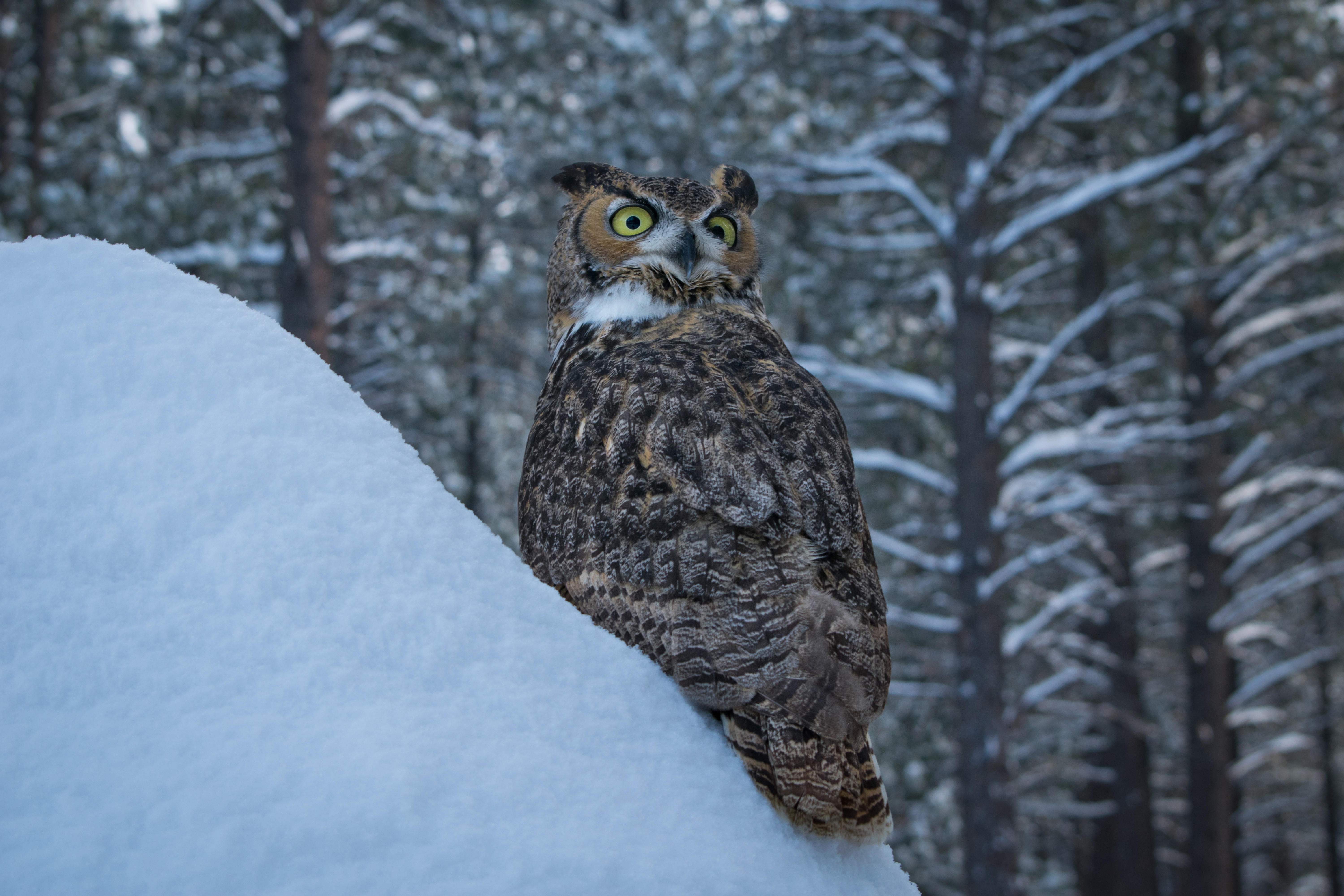 PCデスクトップに動物, 冬, 鳥, フクロウ, 雪画像を無料でダウンロード