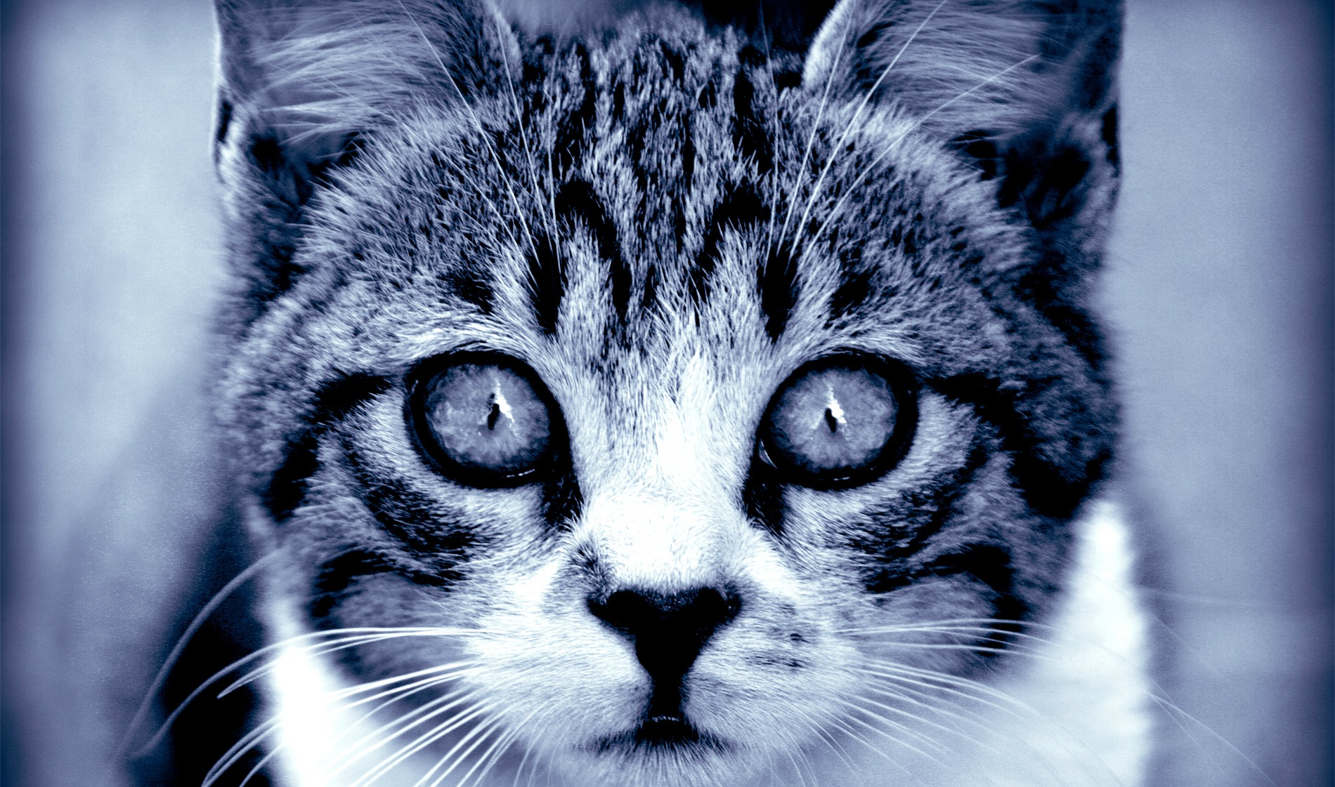 Free download wallpaper Cat, Cats, Animal on your PC desktop