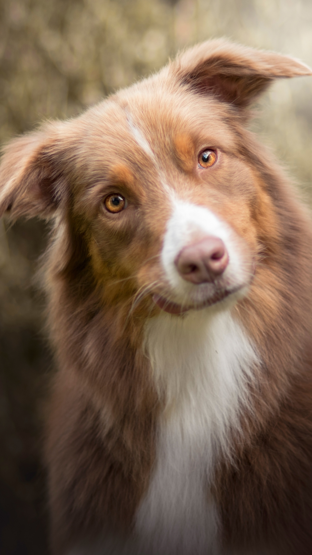 Baixar papel de parede para celular de Animais, Cães, Cão, Focinho, Pastor Australiano, Olhar Fixamente gratuito.