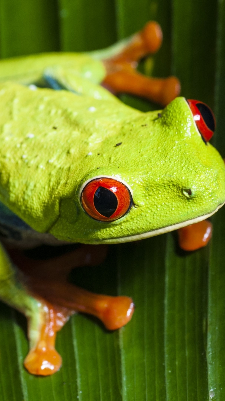 Download mobile wallpaper Frogs, Animal, Eye, Frog, Red Eyed Tree Frog for free.