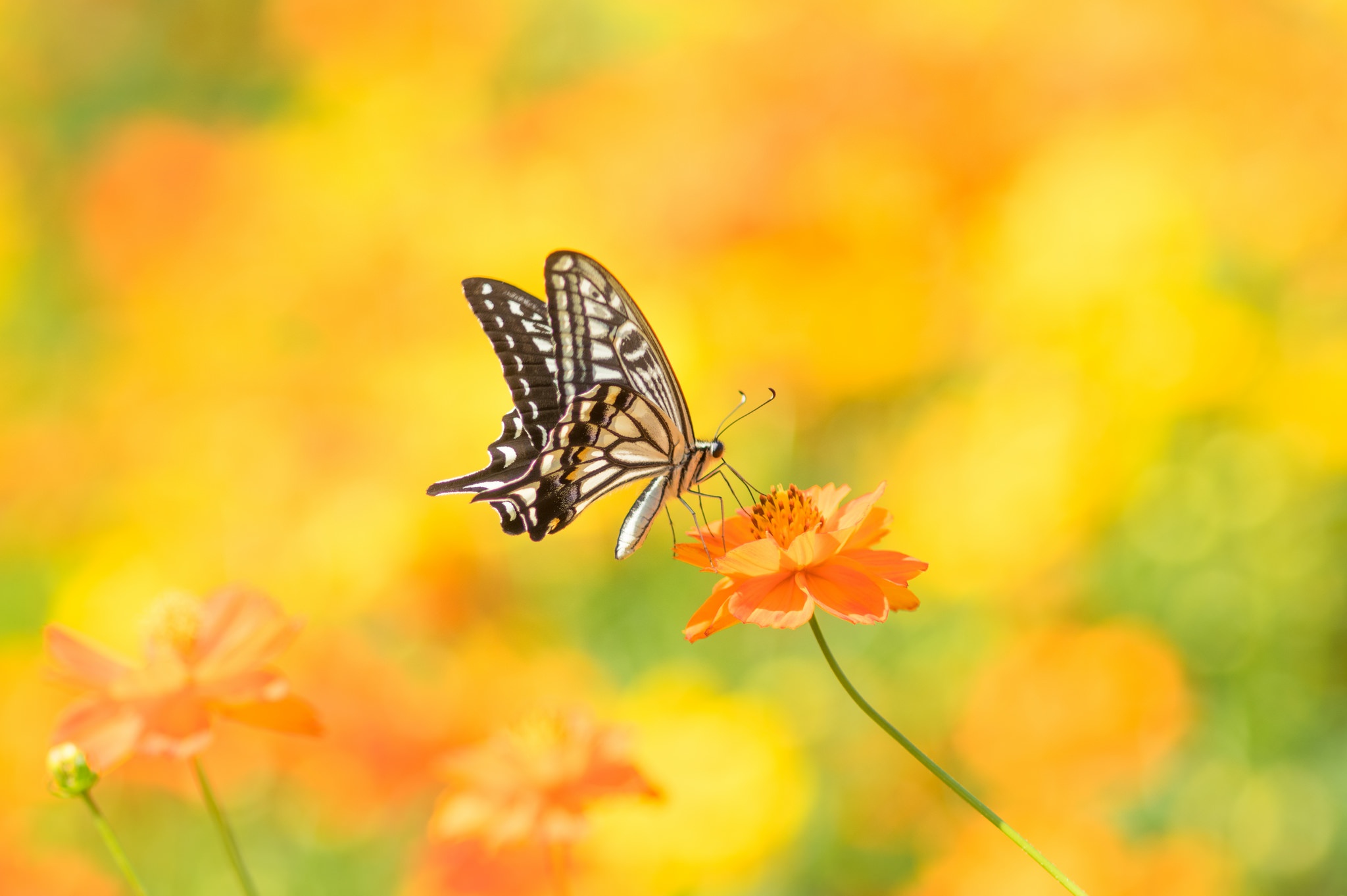 Free download wallpaper Flower, Macro, Insect, Butterfly, Animal, Orange Flower on your PC desktop