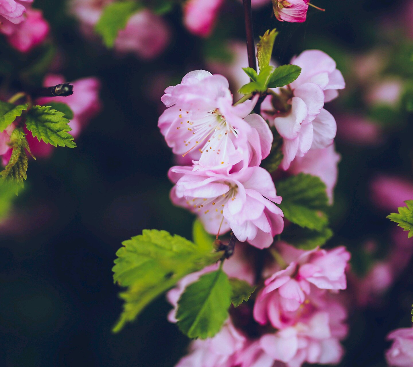 Descarga gratuita de fondo de pantalla para móvil de Flores, Flor, Tierra/naturaleza.