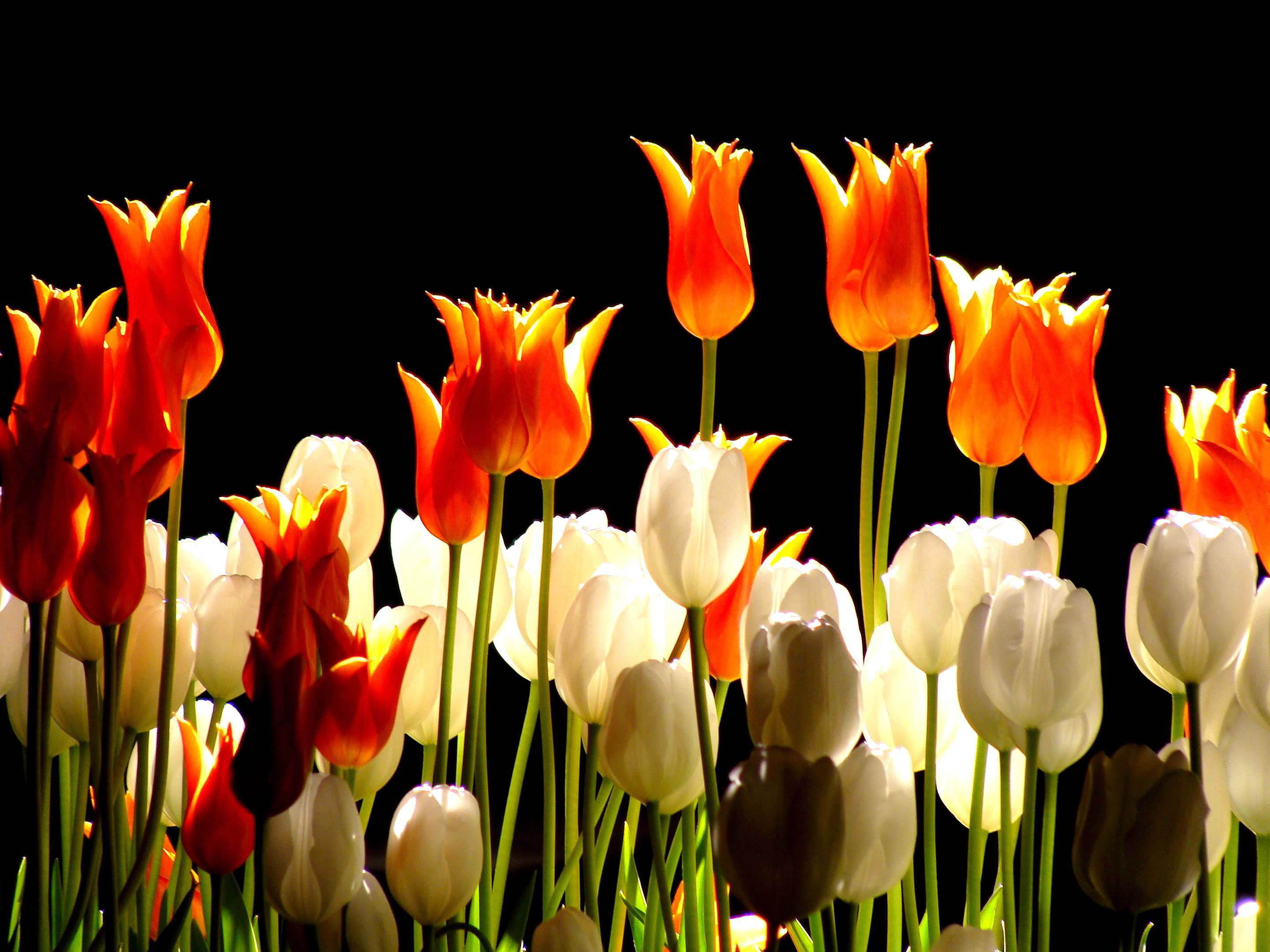 Handy-Wallpaper Blumen, Blume, Tulpe, Weiße Blume, Erde/natur, Orangene Blume kostenlos herunterladen.