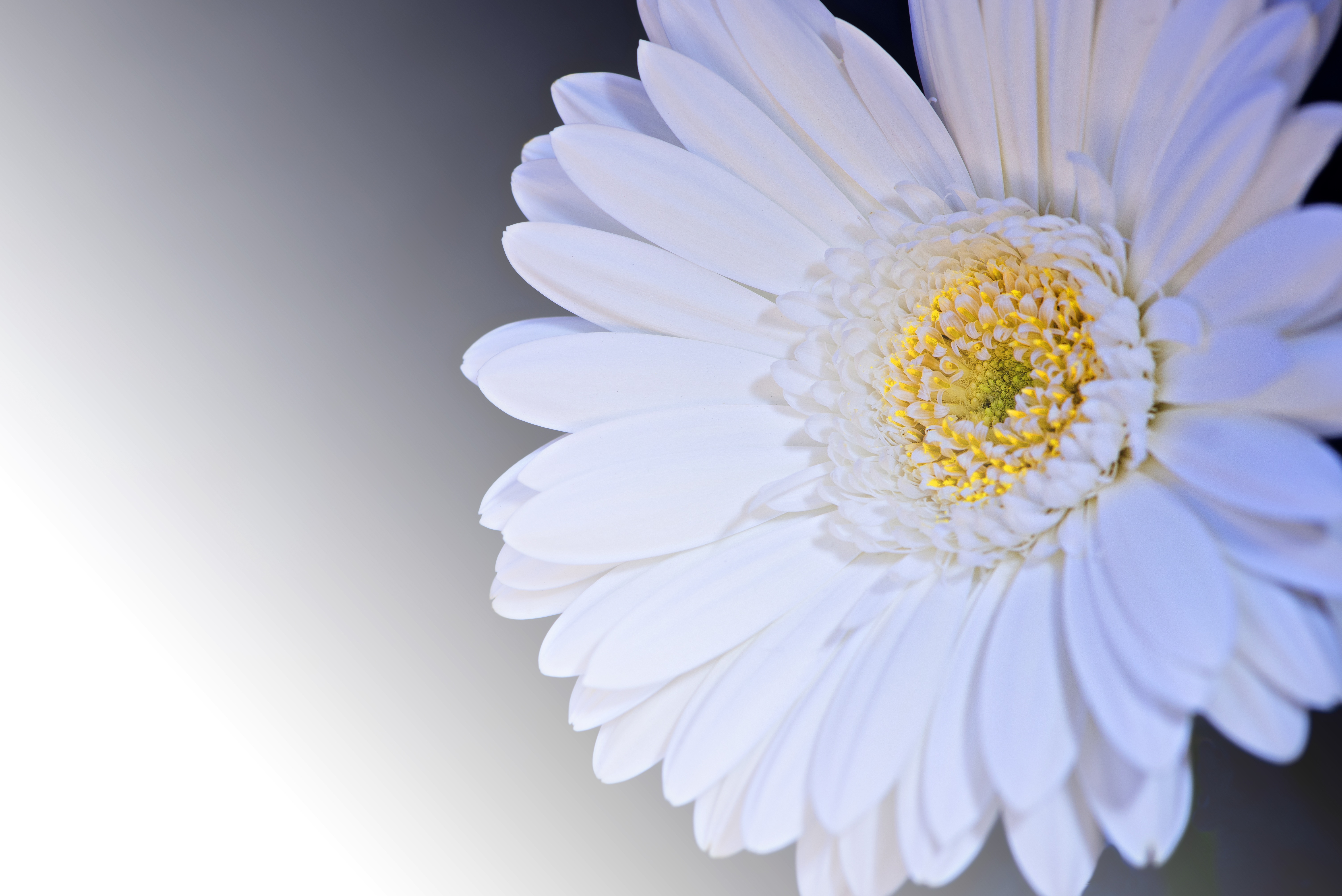 77845 descargar fondo de pantalla flores, blanco, flor, pétalos, gerbera: protectores de pantalla e imágenes gratis