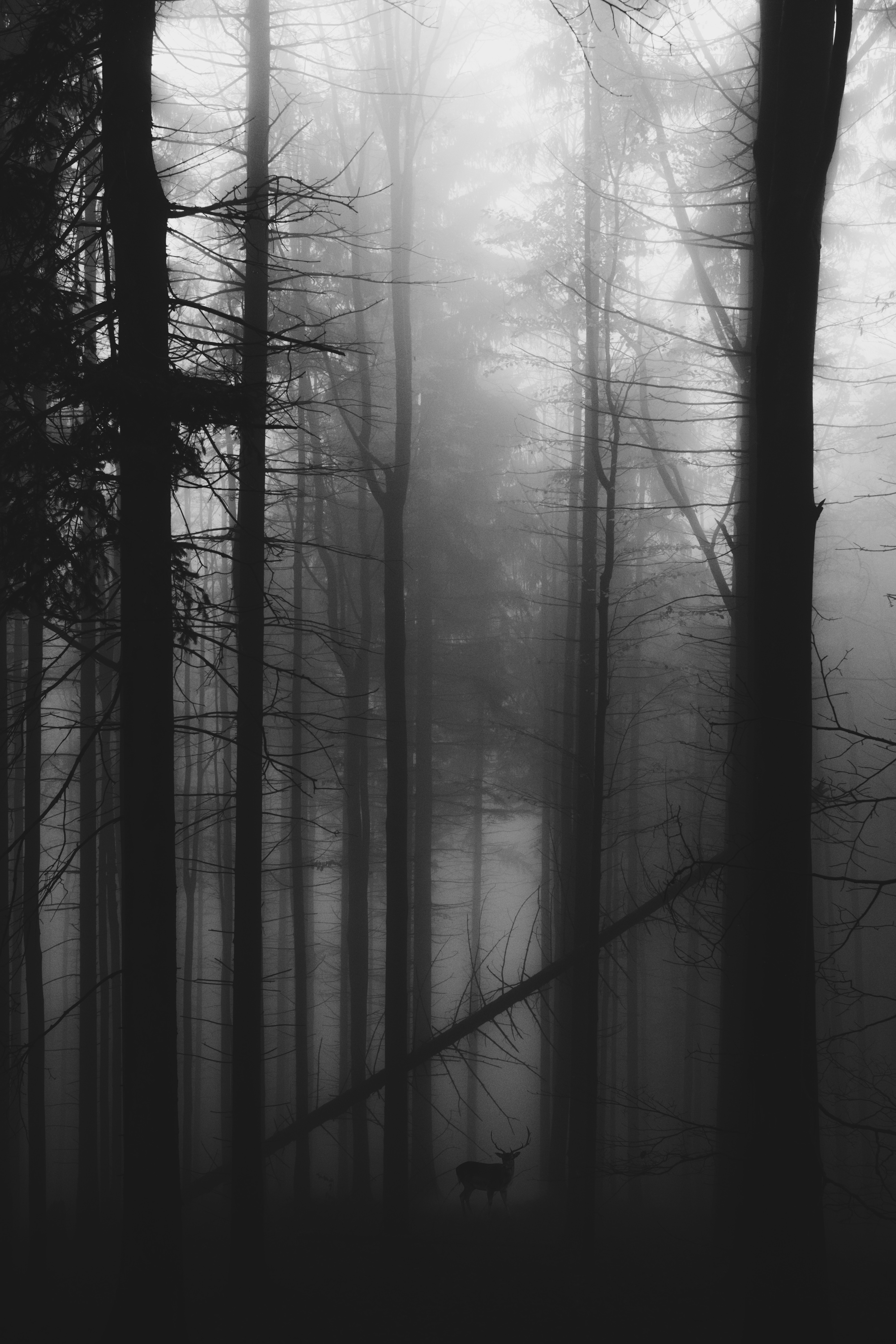 fog, black, deer, gloomy, bw, forest, chb