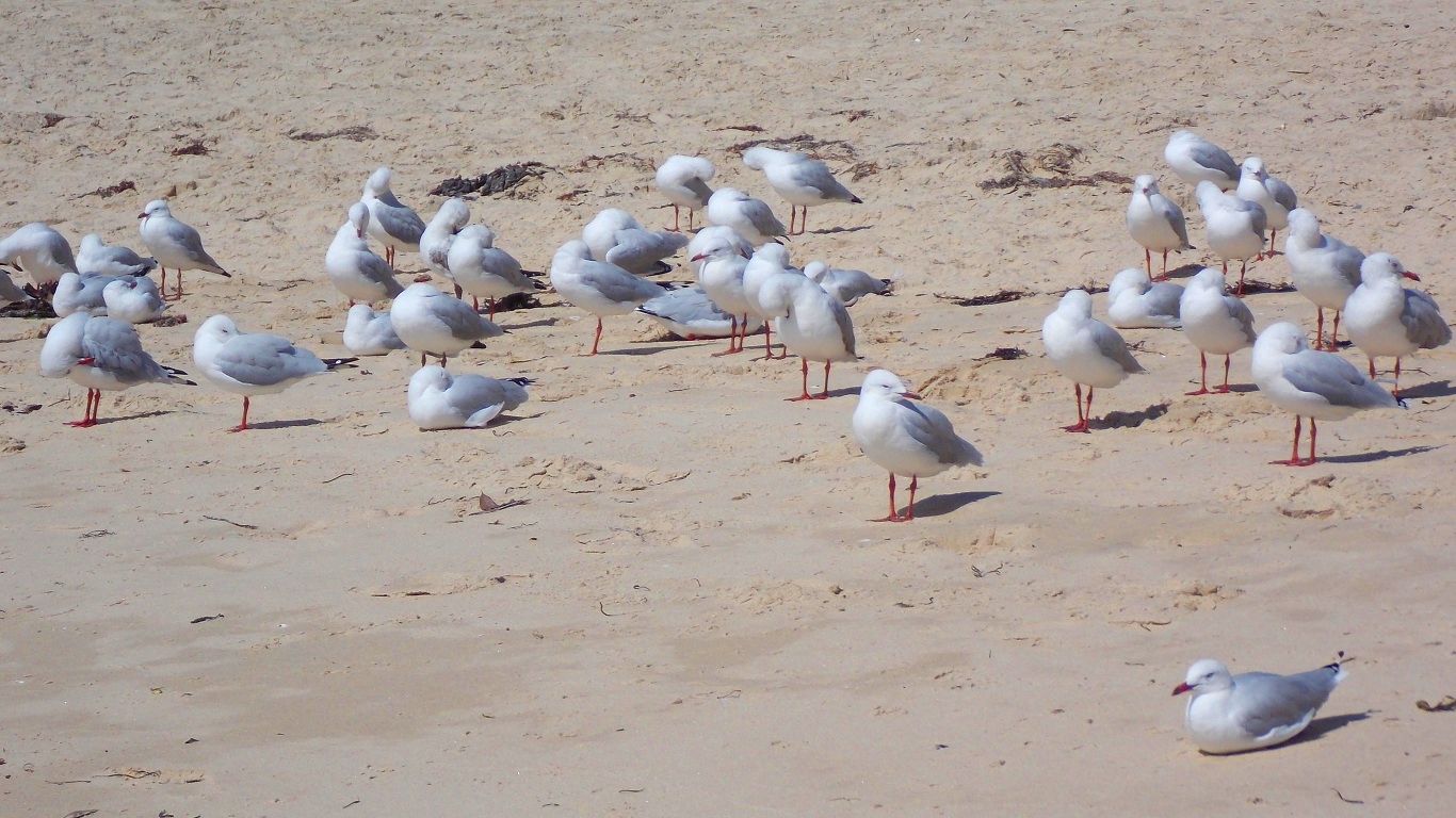 Free download wallpaper Beach, Sand, Bird, Animal, Seagull on your PC desktop
