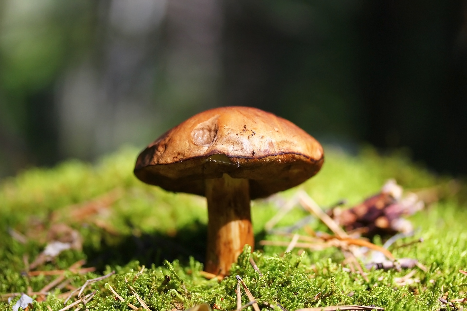 Free download wallpaper Nature, Macro, Earth, Mushroom on your PC desktop