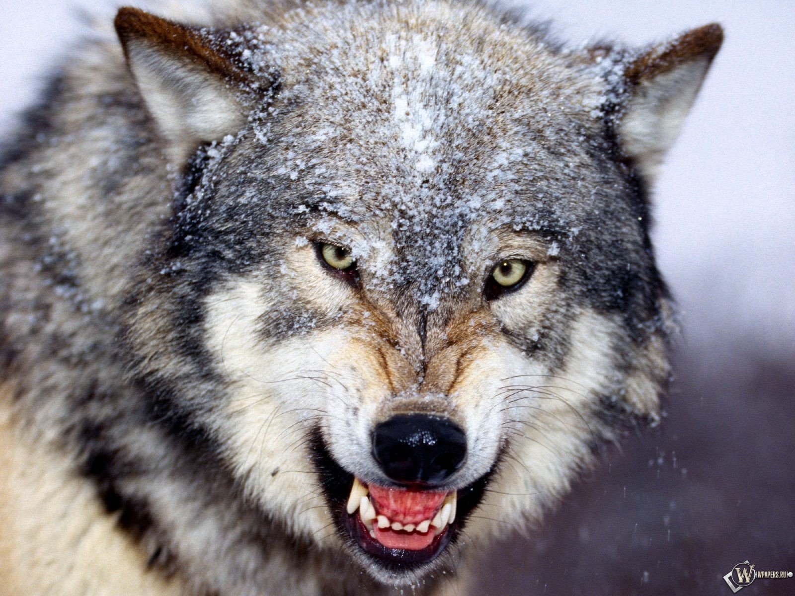 205669壁紙のダウンロード動物, 狼, オオカミ-スクリーンセーバーと写真を無料で
