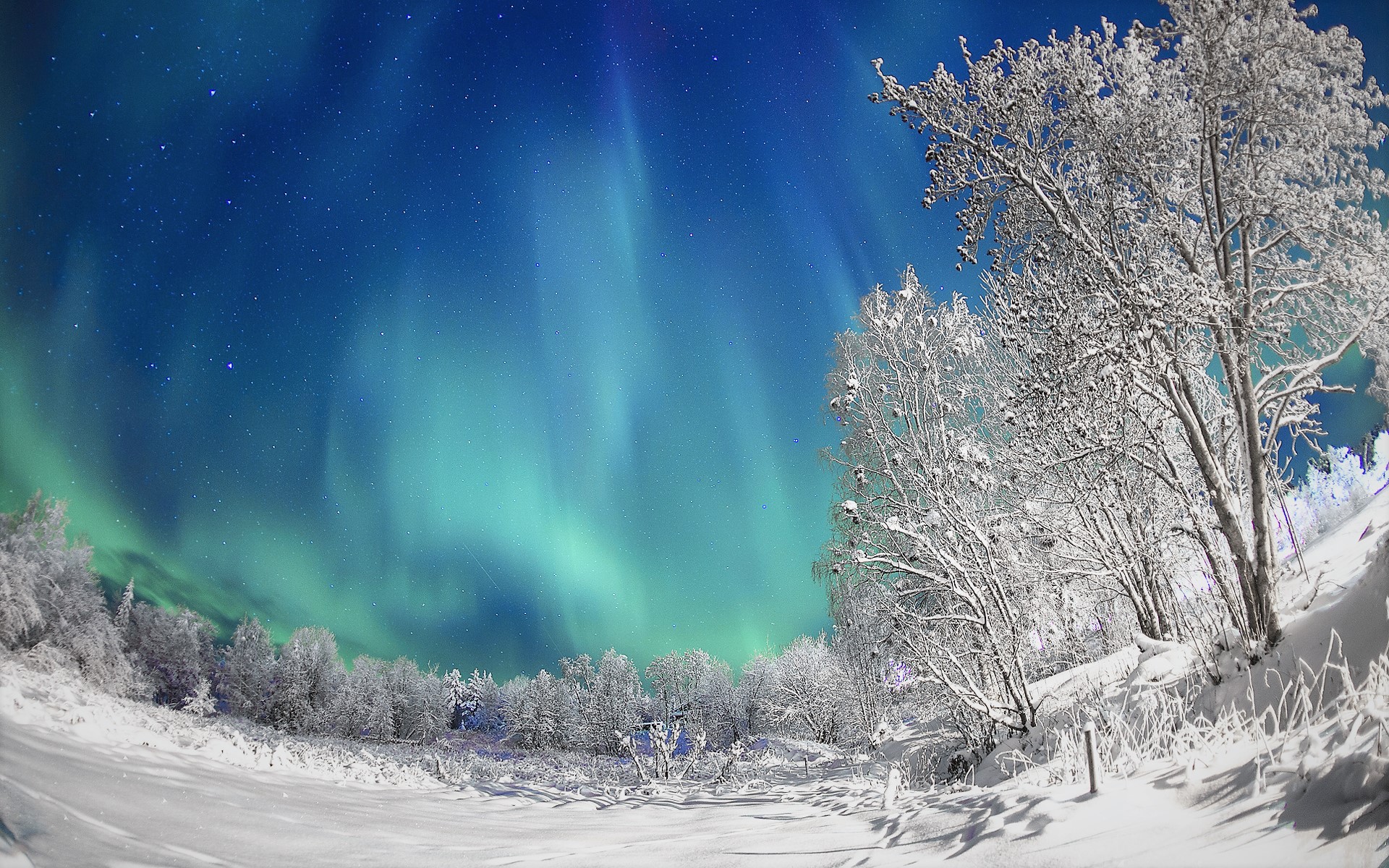 Download mobile wallpaper Winter, Snow, Tree, Earth, Aurora Borealis for free.