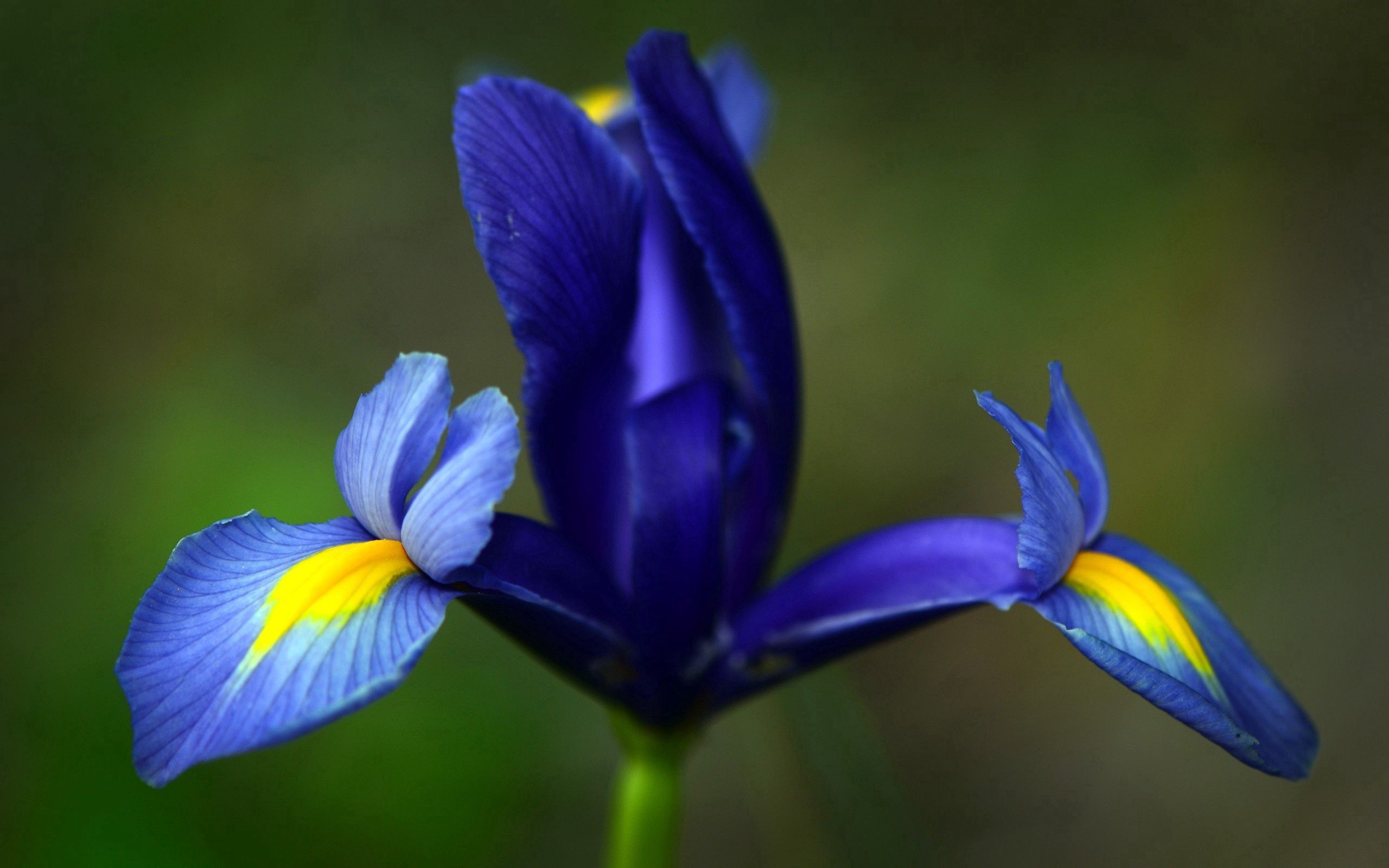 Handy-Wallpaper Iris, Blütenblätter, Makro, Flecken, Spots, Blume kostenlos herunterladen.