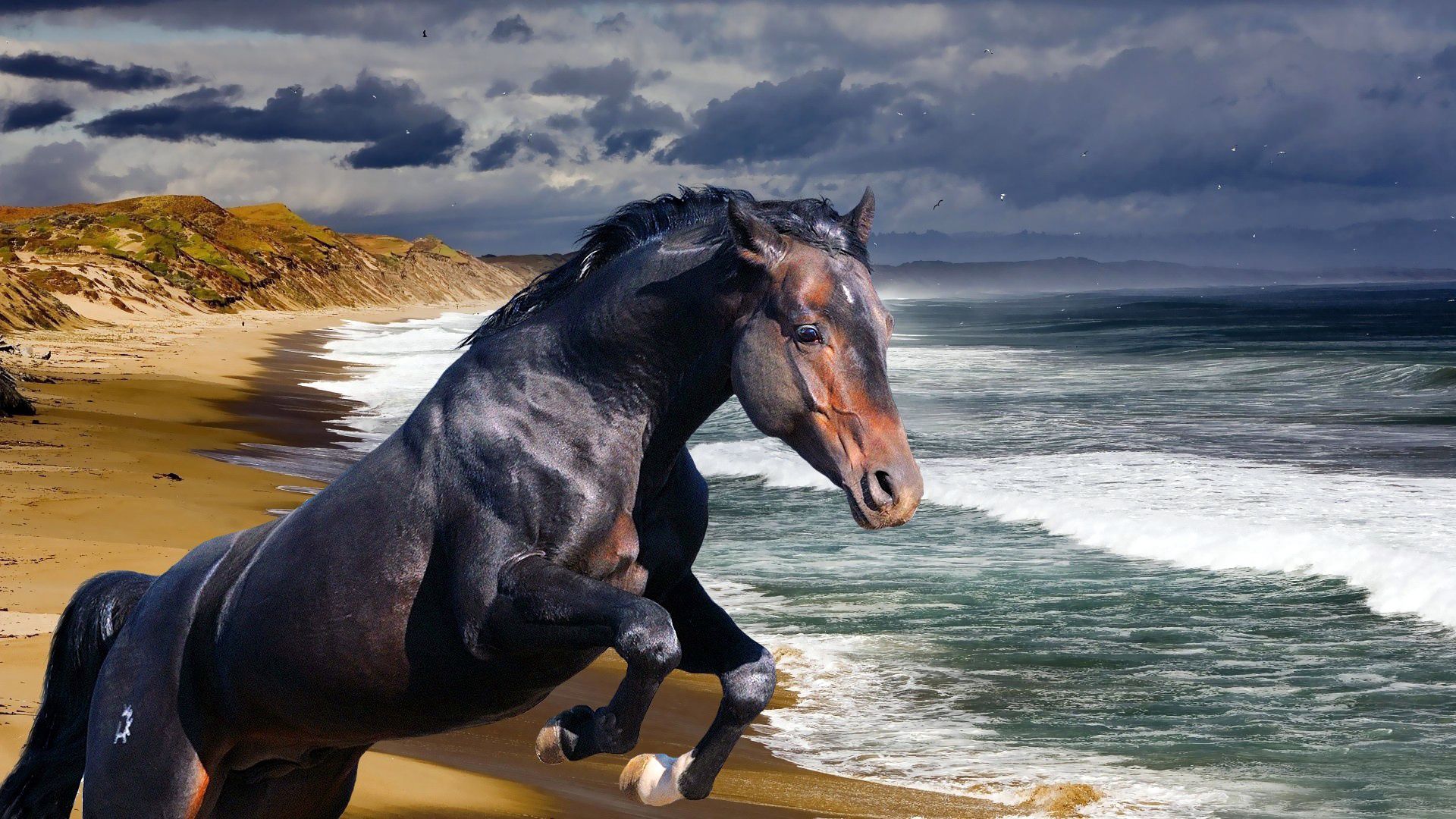 127204 скачать картинку море, животные, берег, волна, конь - обои и заставки бесплатно