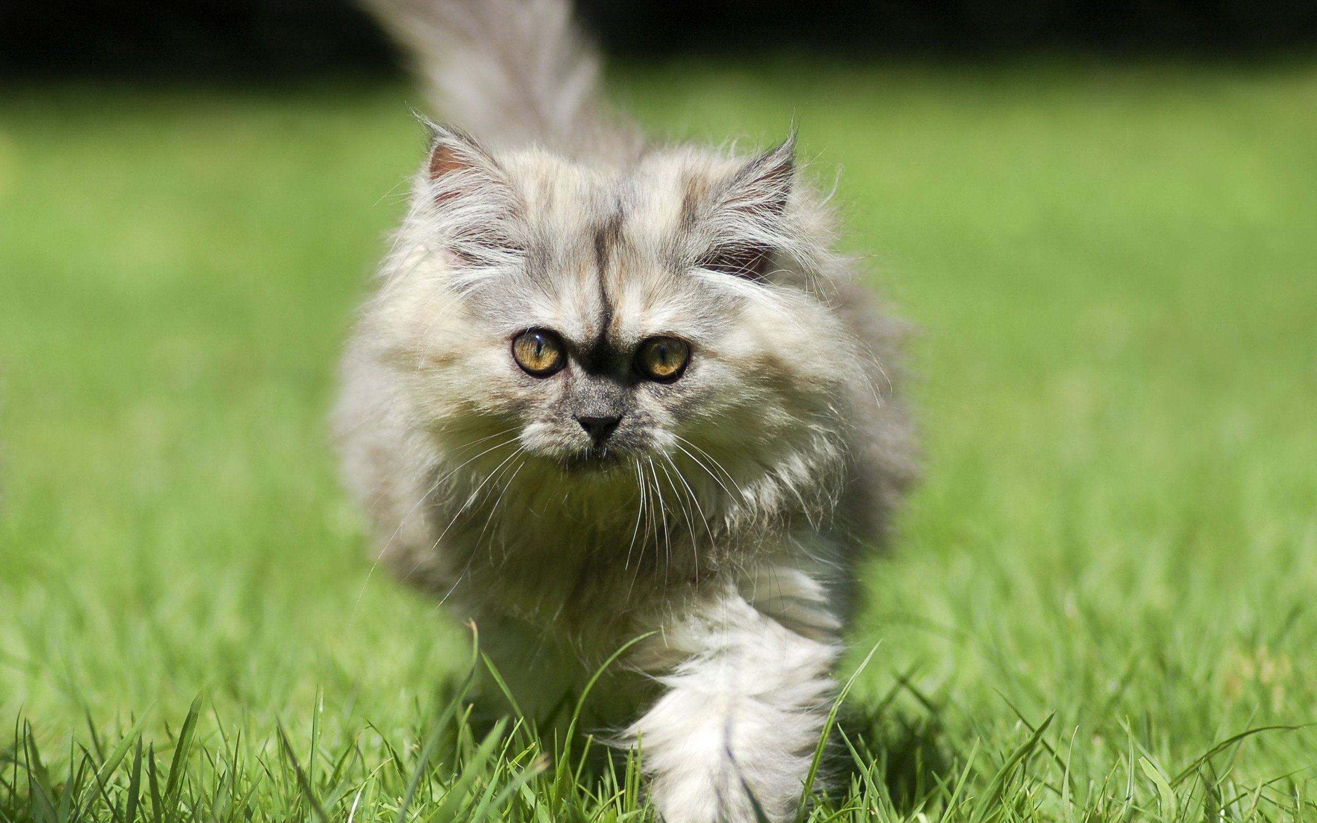 Baixe gratuitamente a imagem Gato, Gatos, Animais na área de trabalho do seu PC