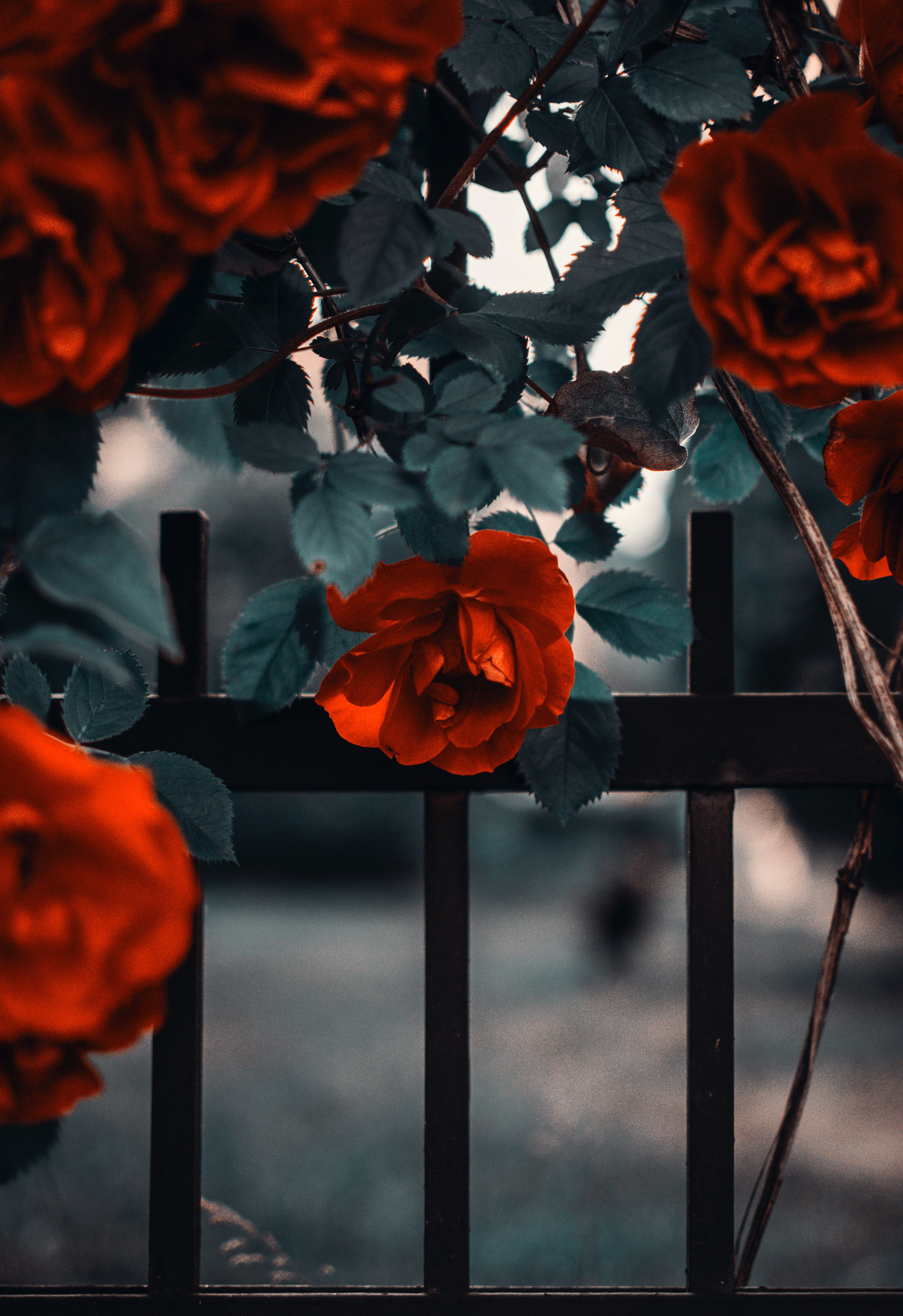 flowers, bush, red, rose flower, rose, fence, garden Image for desktop