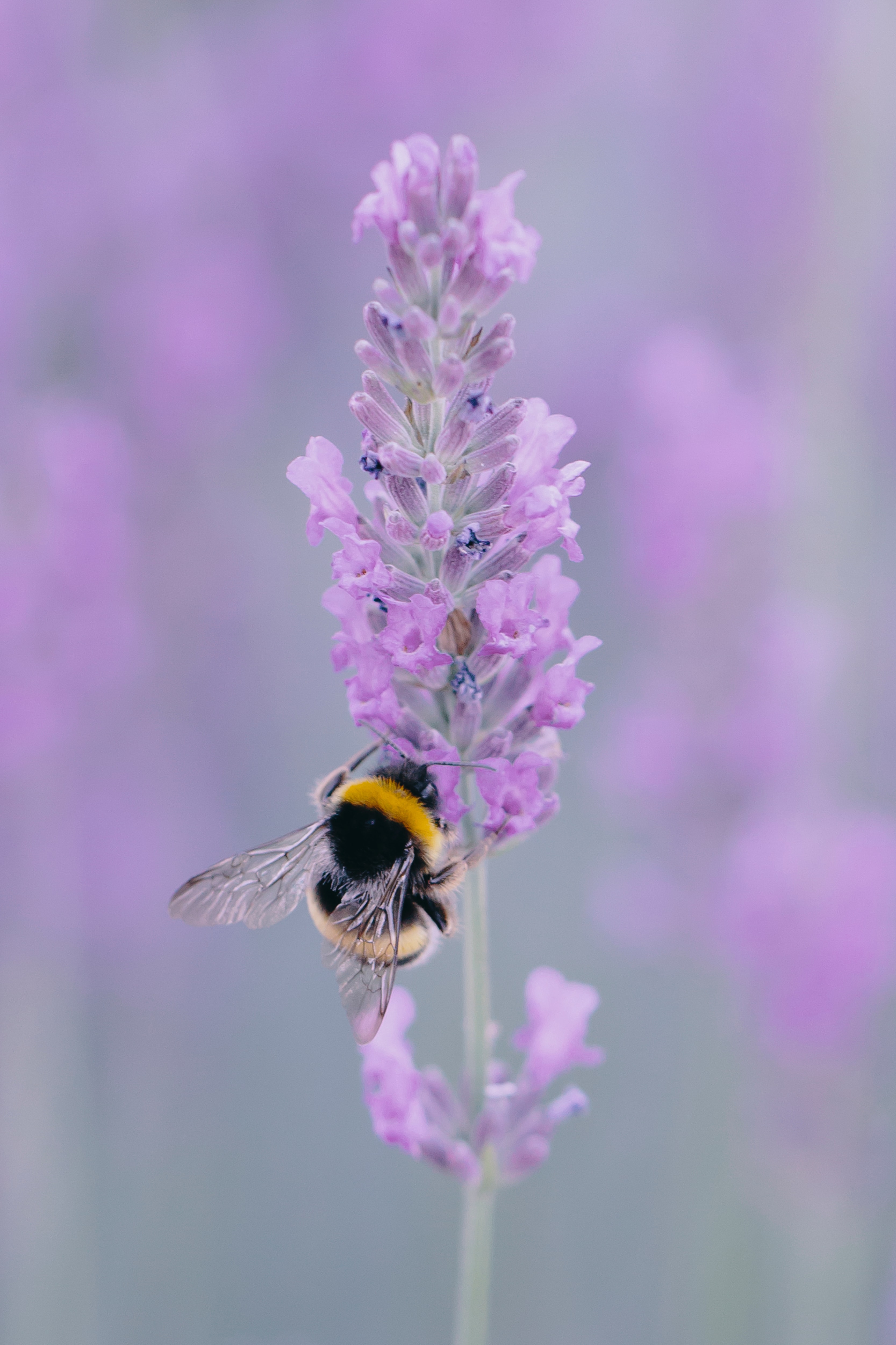 153529 télécharger le fond d'écran lavande, abeille, fleur, macro, ailes, aile - économiseurs d'écran et images gratuitement