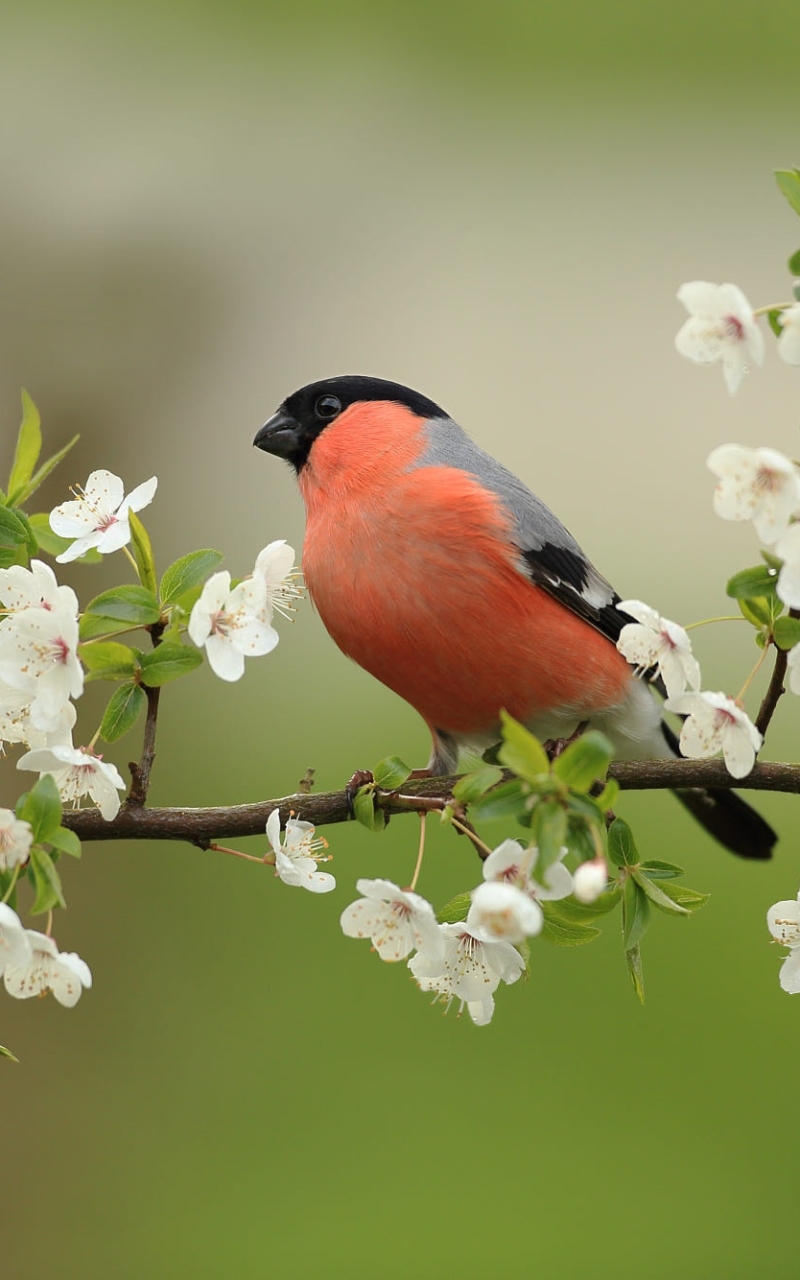 Download mobile wallpaper Birds, Flower, Bird, Animal, Bullfinch, Blossom for free.