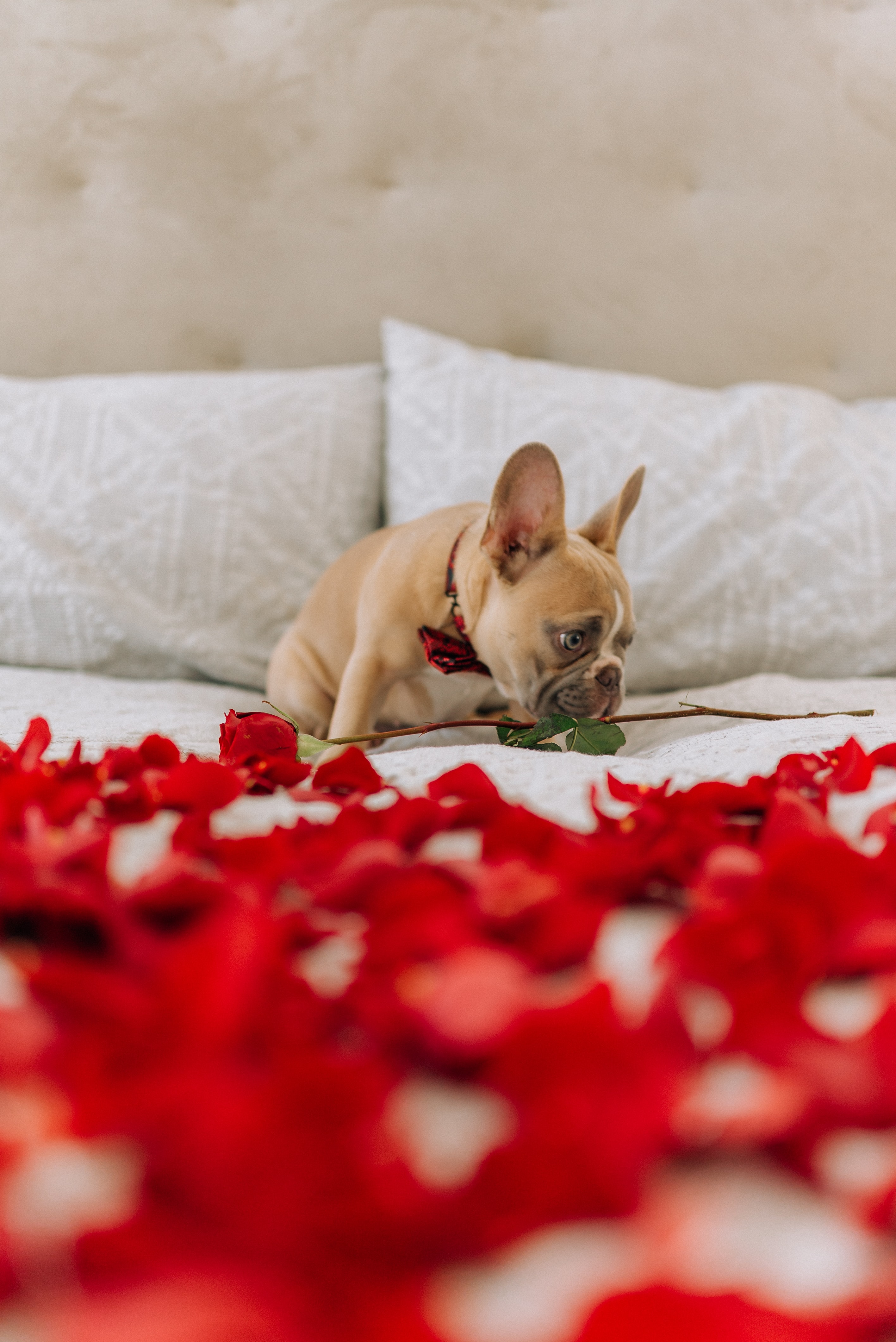 Download mobile wallpaper Dog, Animals, Sweetheart, Petals, Nice, Rose, Rose Flower, Pug for free.