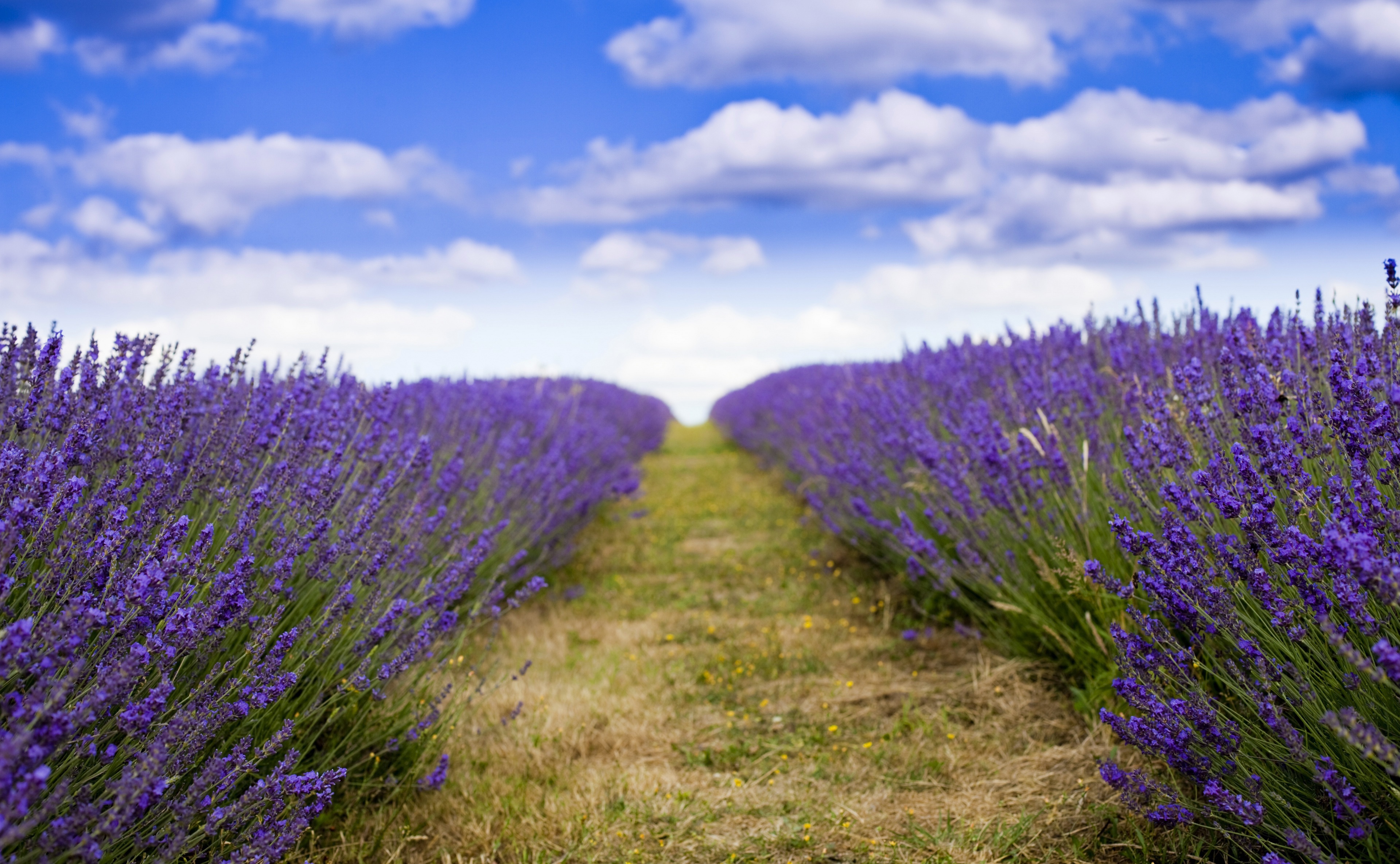 Free download wallpaper Nature, Flowers, Sky, Summer, Earth, Field, Cloud, Lavender, Purple Flower on your PC desktop