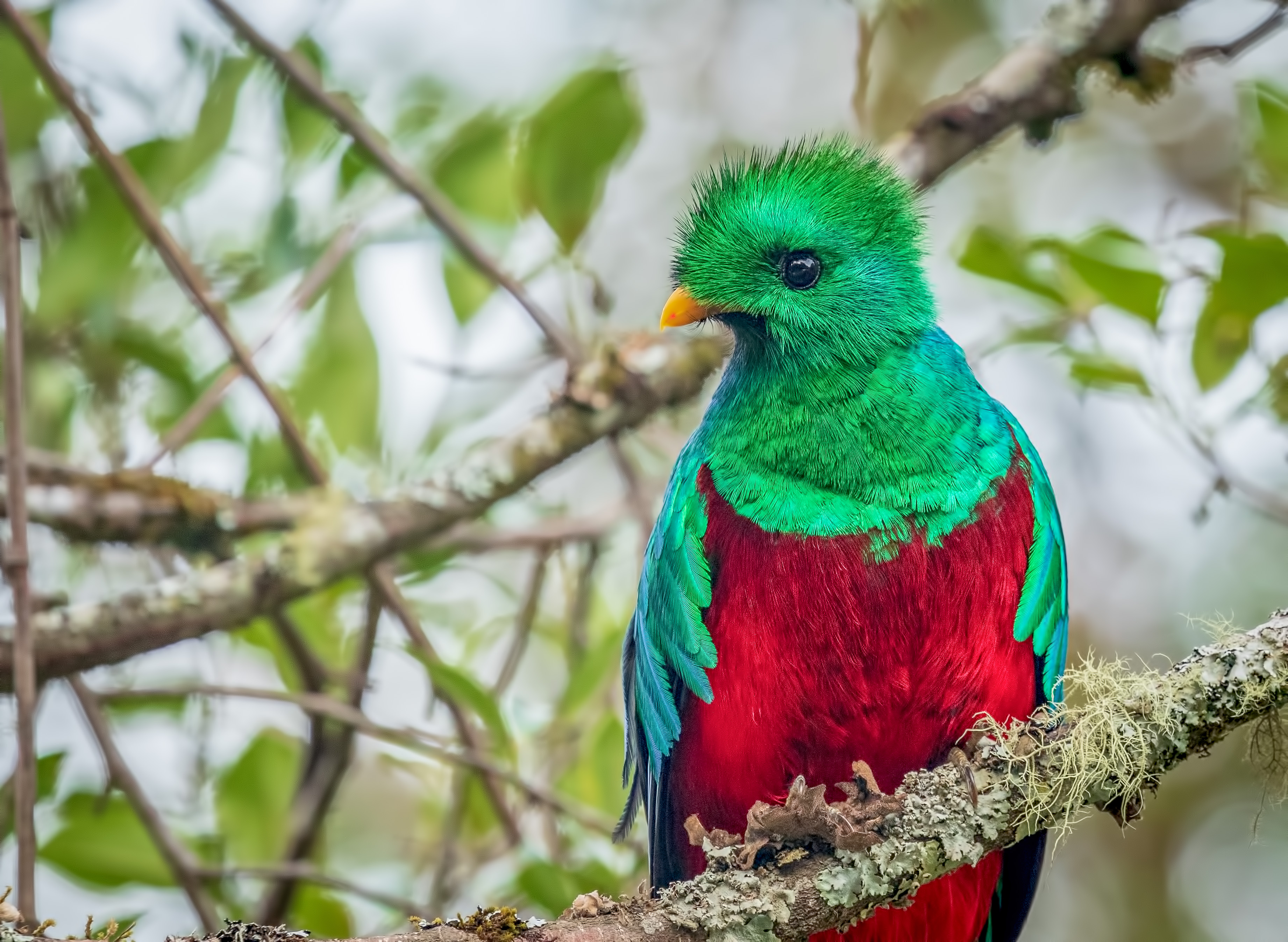 466554 baixar papel de parede animais, quetzal, pássaro, quetzal resplandecente, aves - protetores de tela e imagens gratuitamente