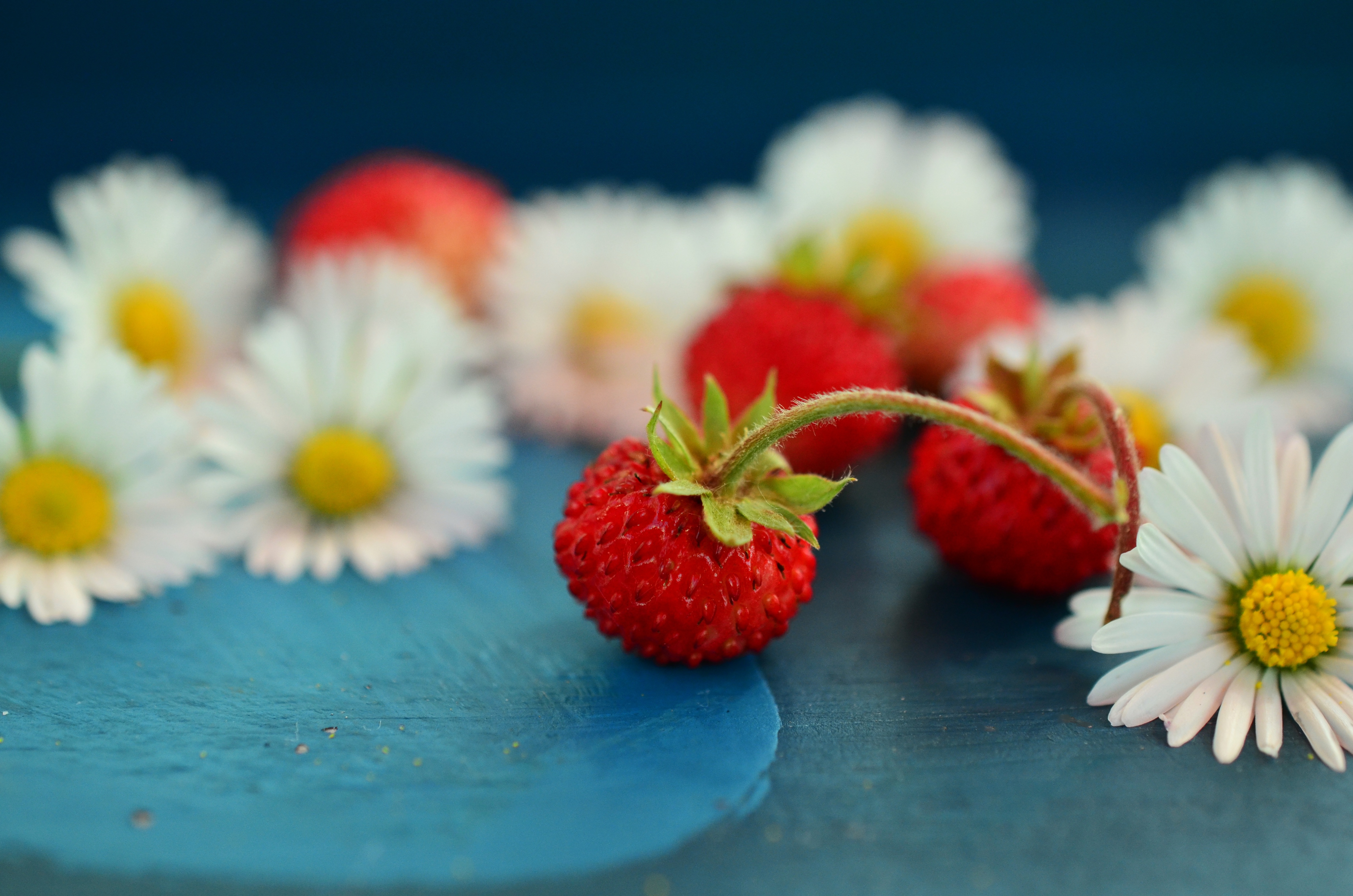 Die besten Wilde Erdbeeren-Hintergründe für den Telefonbildschirm