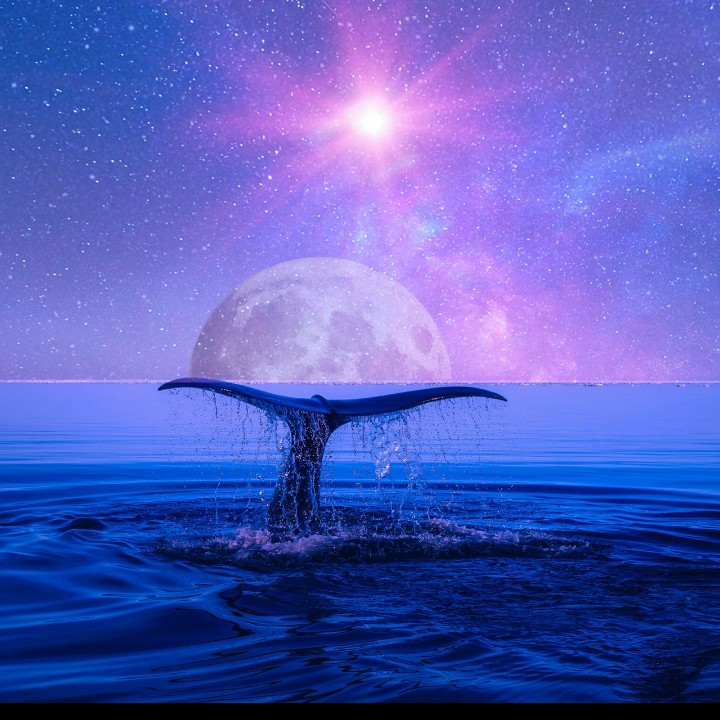 Download mobile wallpaper Fantasy, Night, Moon, Whale, Tail, Fantasy Animals for free.
